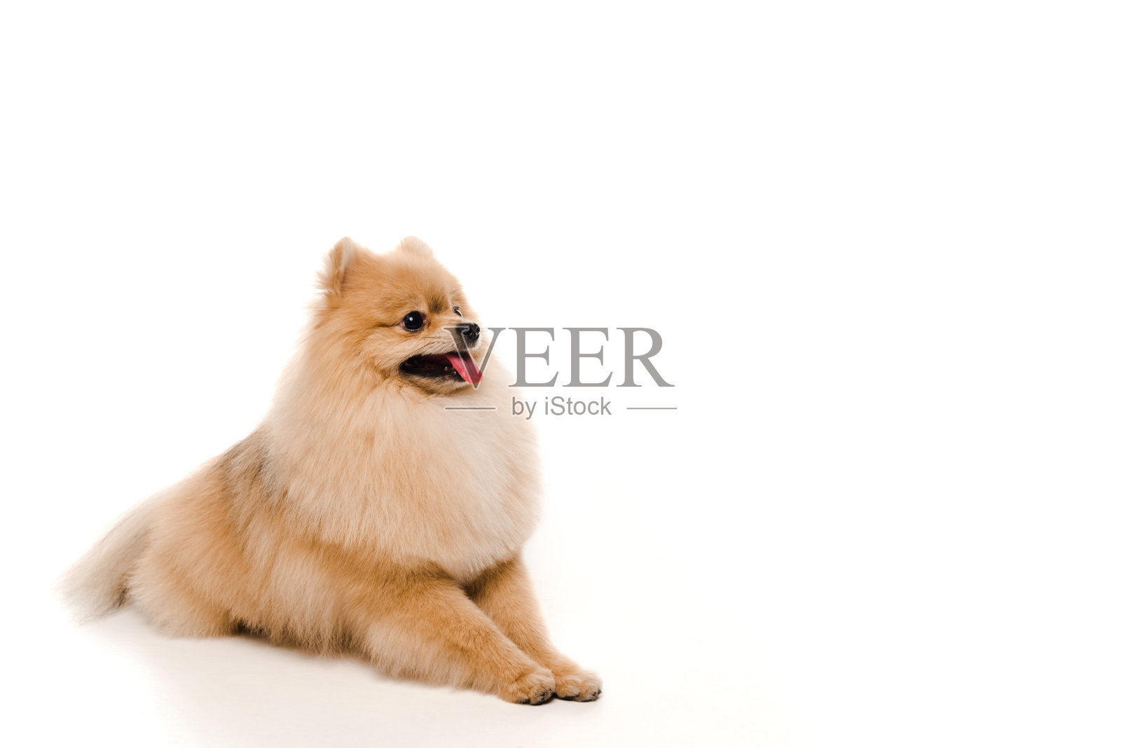 可爱有趣的博美犬躺在白色照片摄影图片