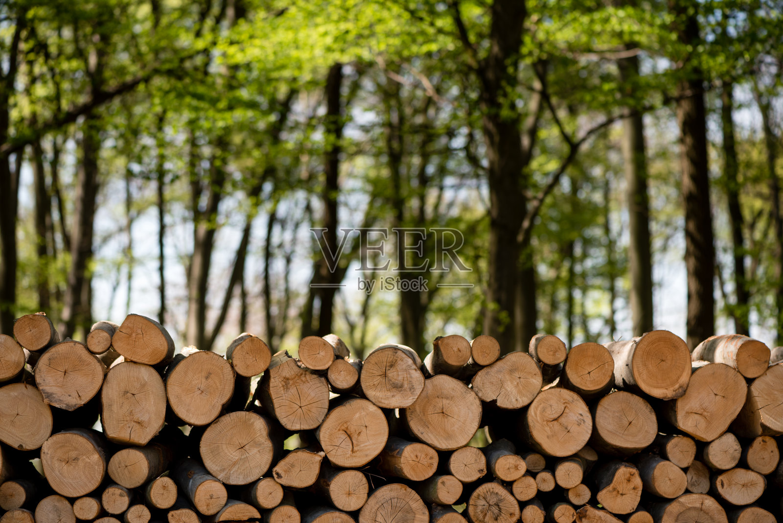 原木与森林的背景照片摄影图片