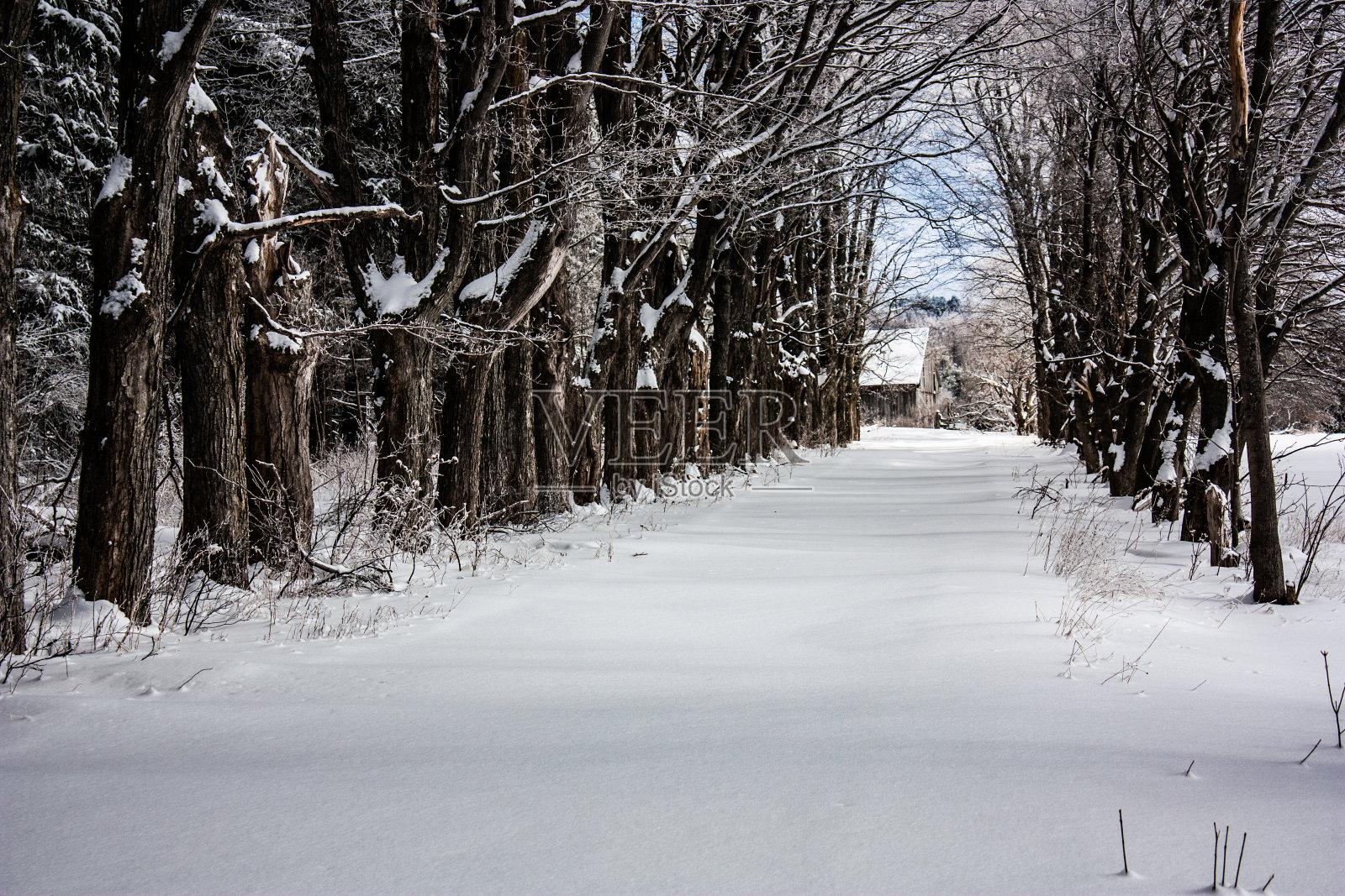 结冰的车道两旁是被雪覆盖的树照片摄影图片