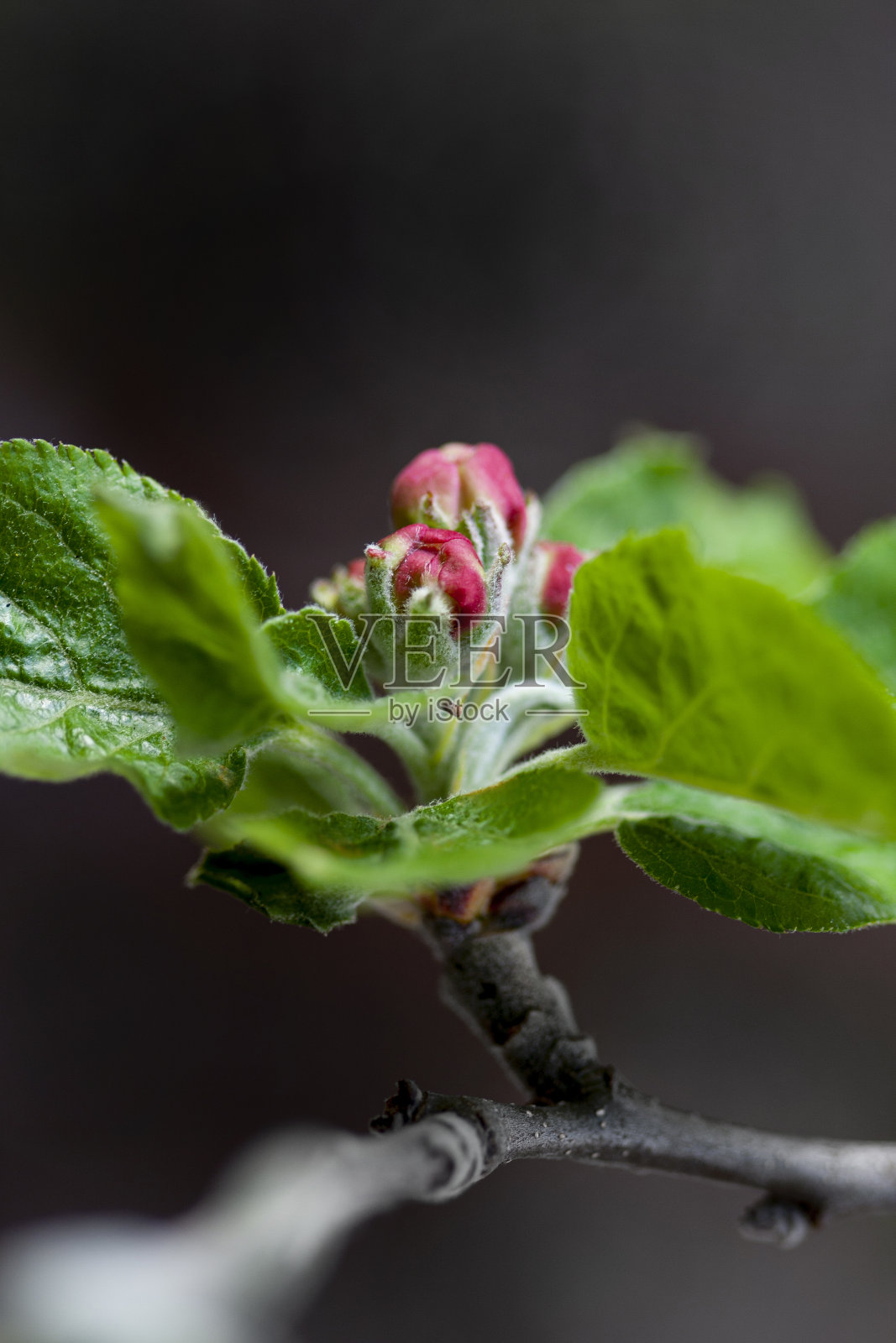 苹果花照片摄影图片