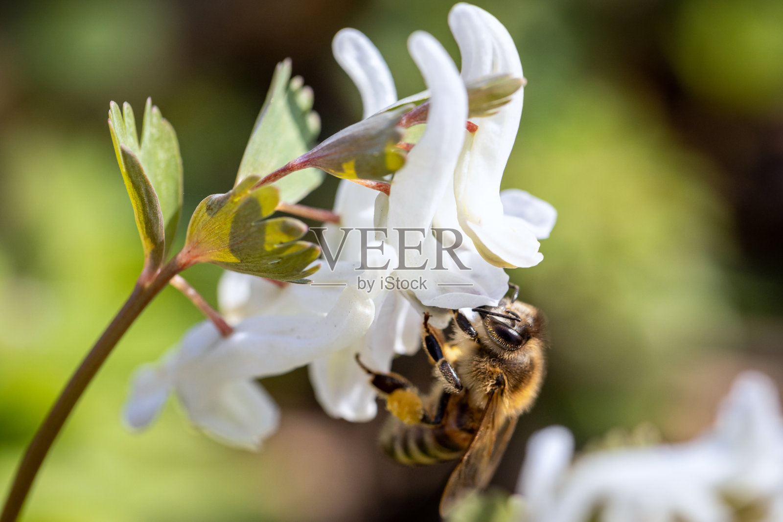蜜蜂在春天的花朵上采集花粉和花蜜照片摄影图片