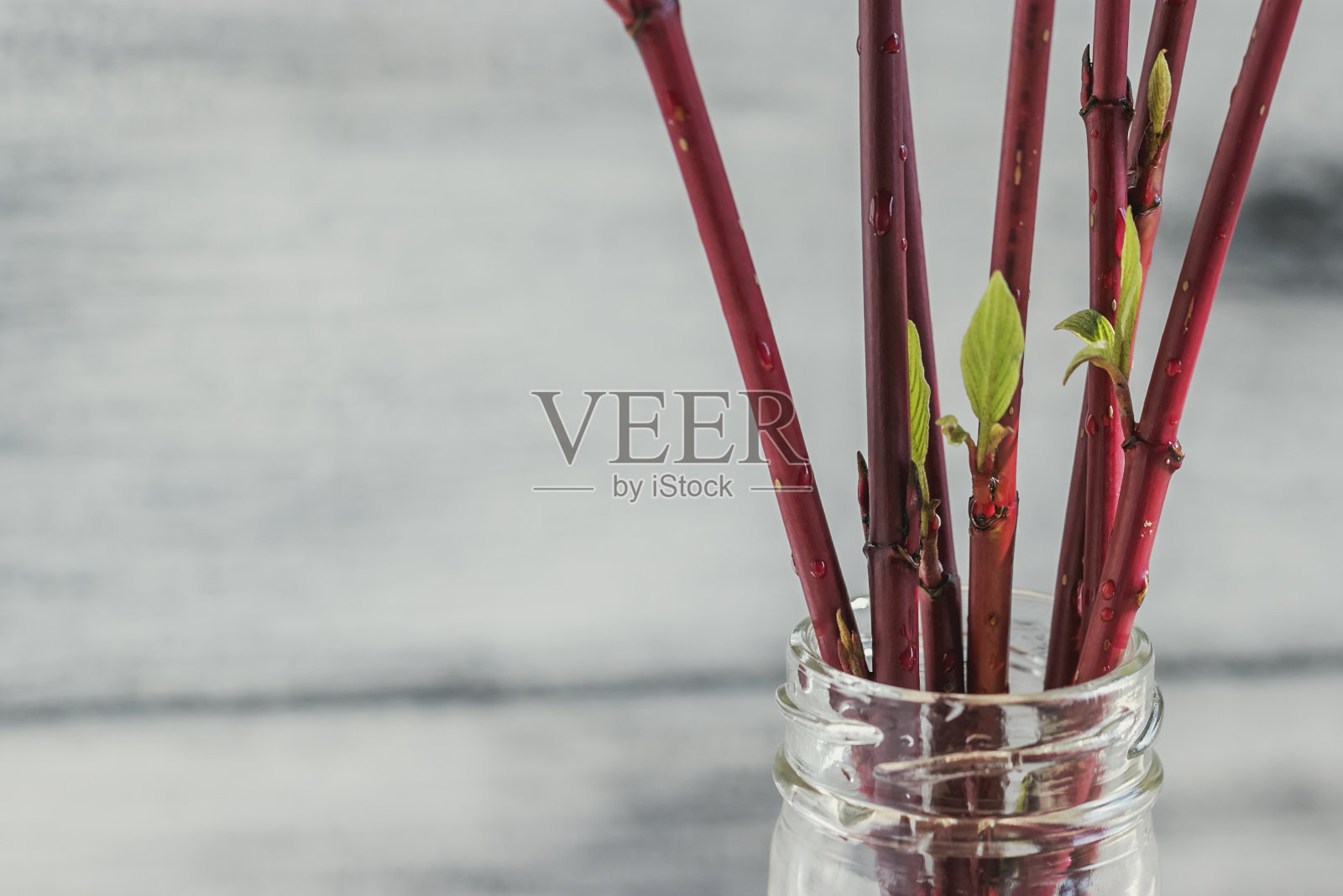 从灌木和树木的树枝上剪下叶子和花。照片摄影图片