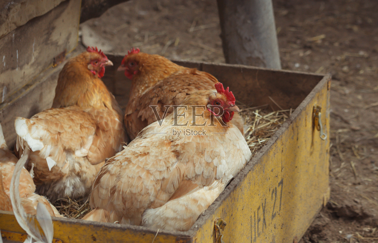 春天的阳光下，鸡笼里的家母鸡和公鸡照片摄影图片