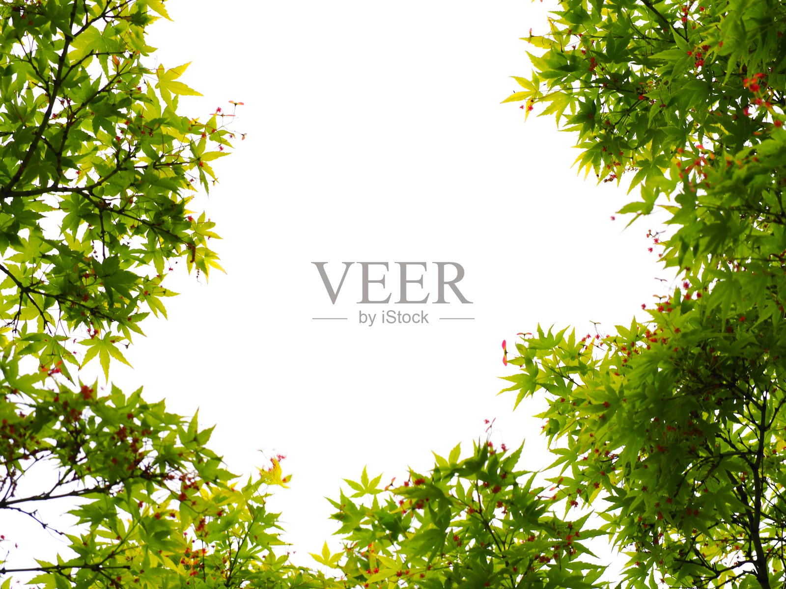 春天枫照片摄影图片