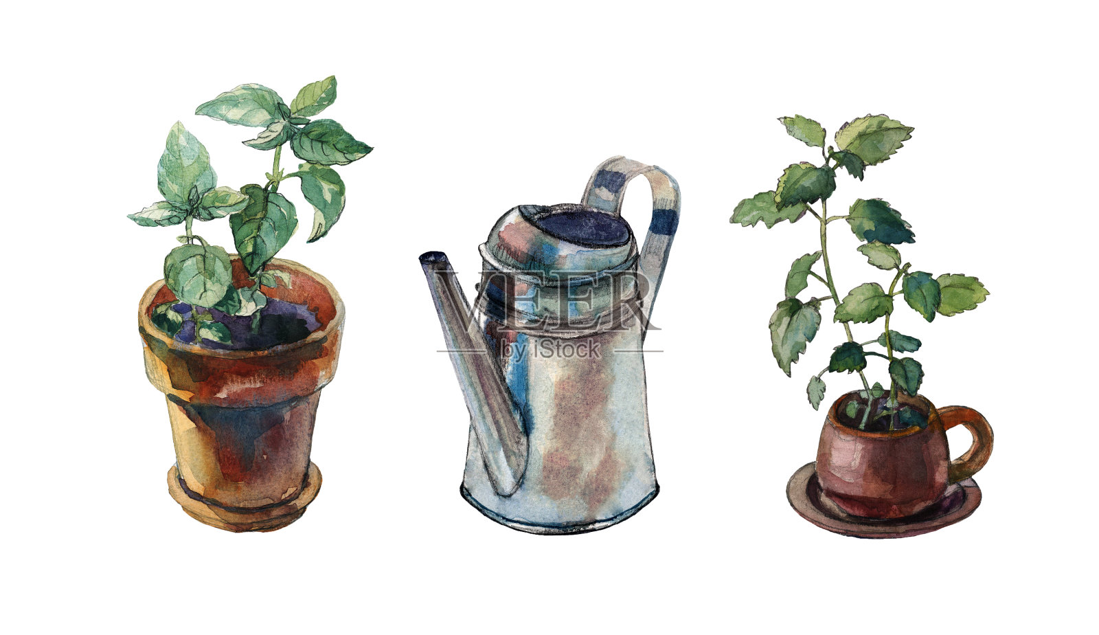 锌涂层喷壶，玛丽莎植物生长在赤陶土杯和绿色罗勒在棕色粘土花盆。一套窗口草药园艺对象，孤立在白色。水彩绘画。插画图片素材