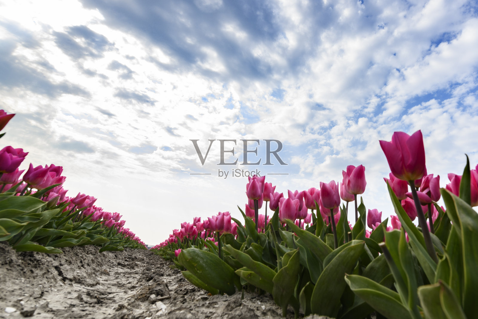 在一个美丽的春天的一天，田野的粉红色郁金香照片摄影图片