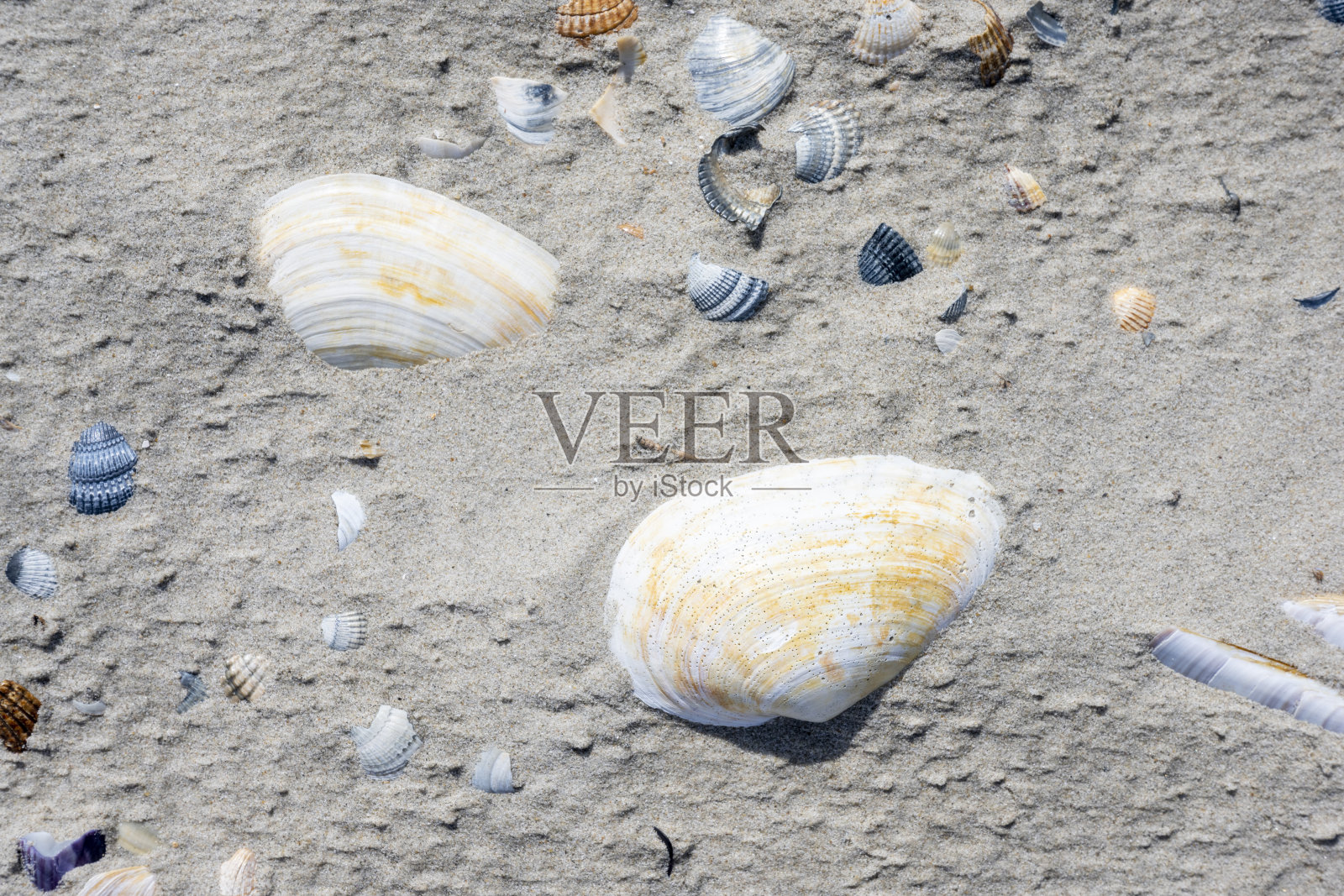 德国，海滩上的贻贝。照片摄影图片