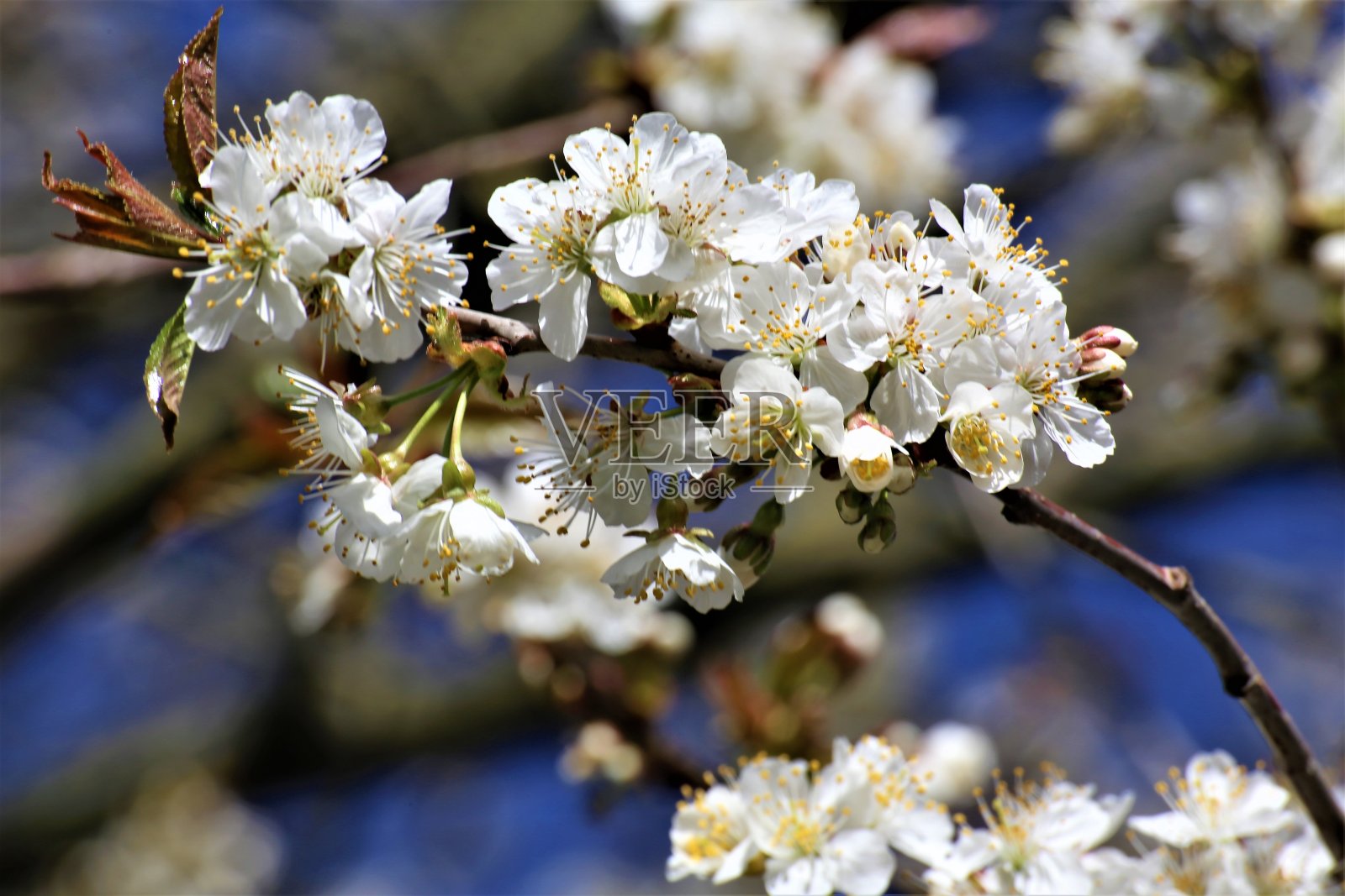 樱桃树开花照片摄影图片