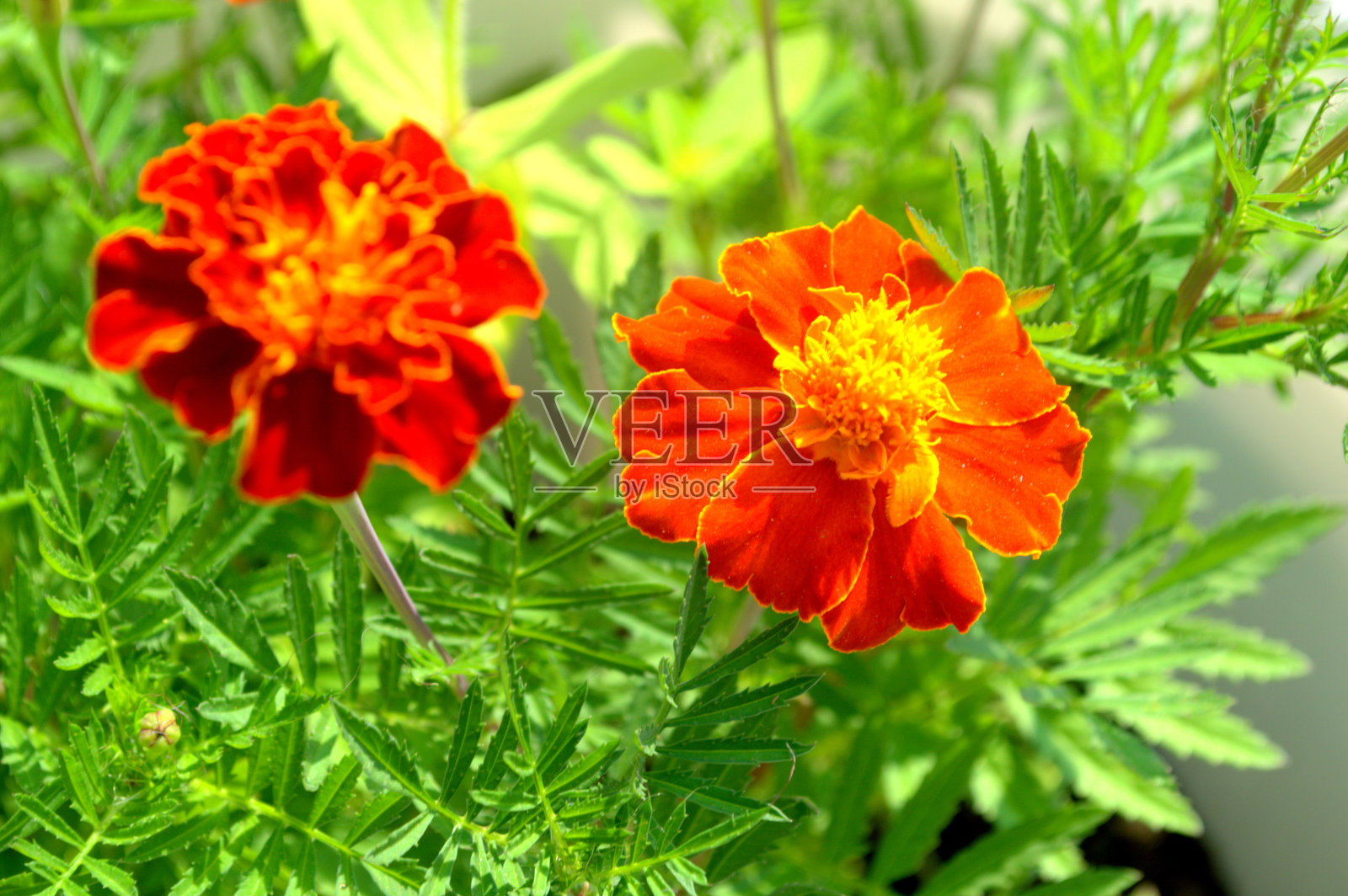 院子里的花照片摄影图片