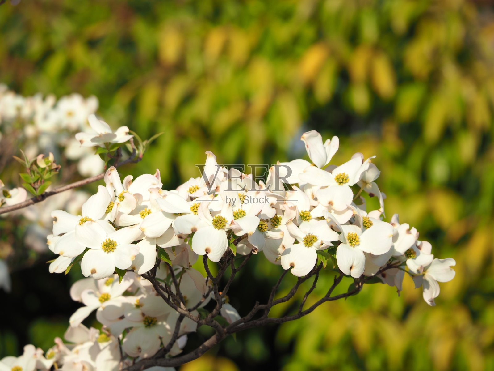 山茱萸照片摄影图片