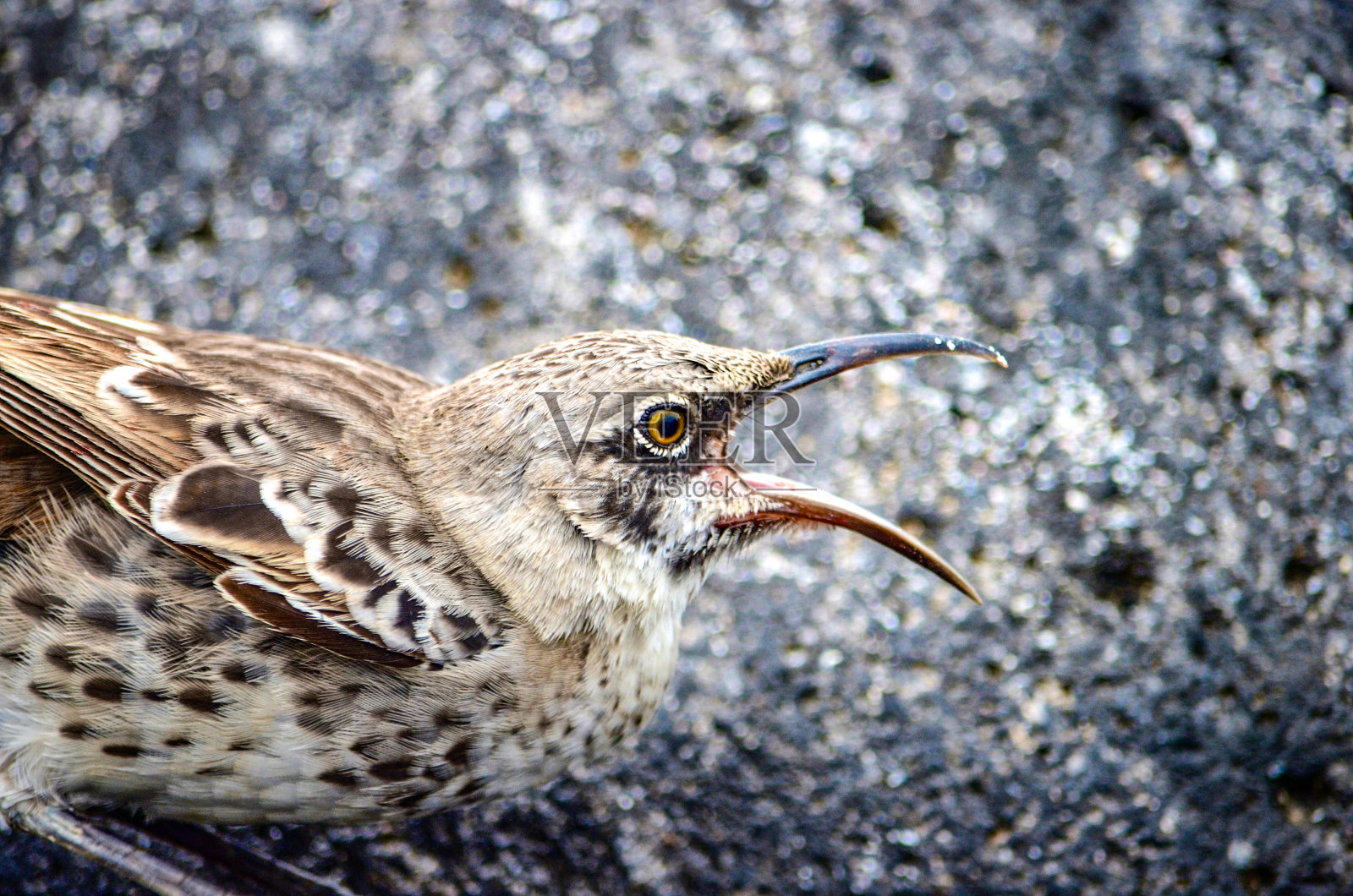 头巾嘲鸟(Mimus macdonaldi)也被称为西班牙嘲鸟，在西班牙岛在加拉帕戈斯群岛照片摄影图片
