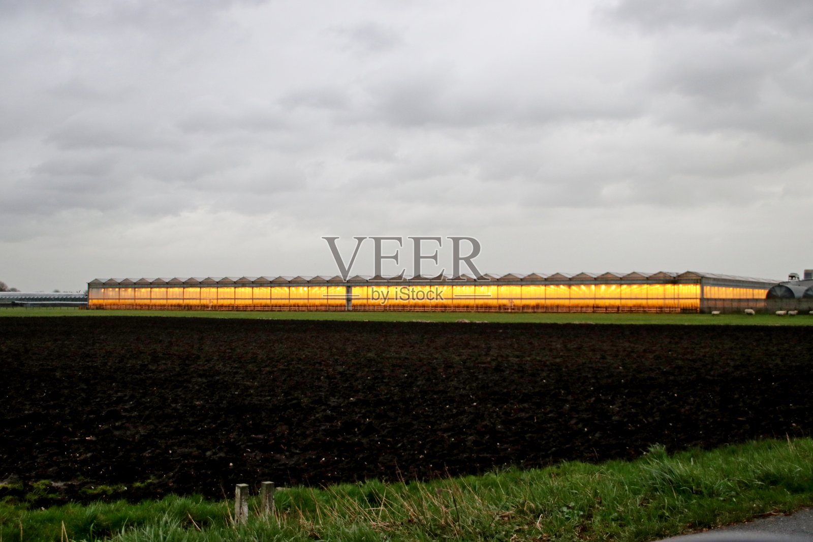 橙色的同化灯照亮了玫瑰的温室照片摄影图片