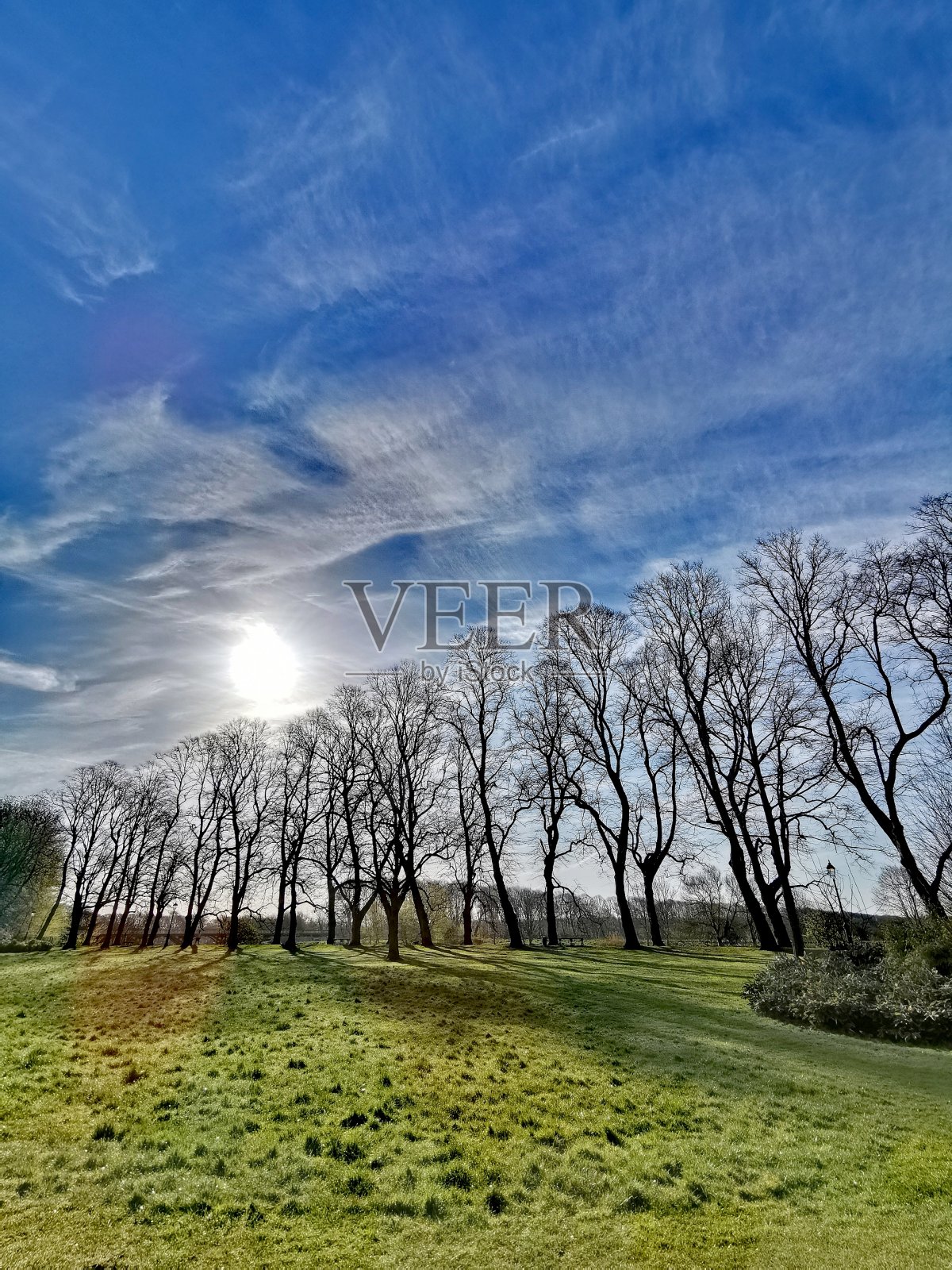 排树照片摄影图片