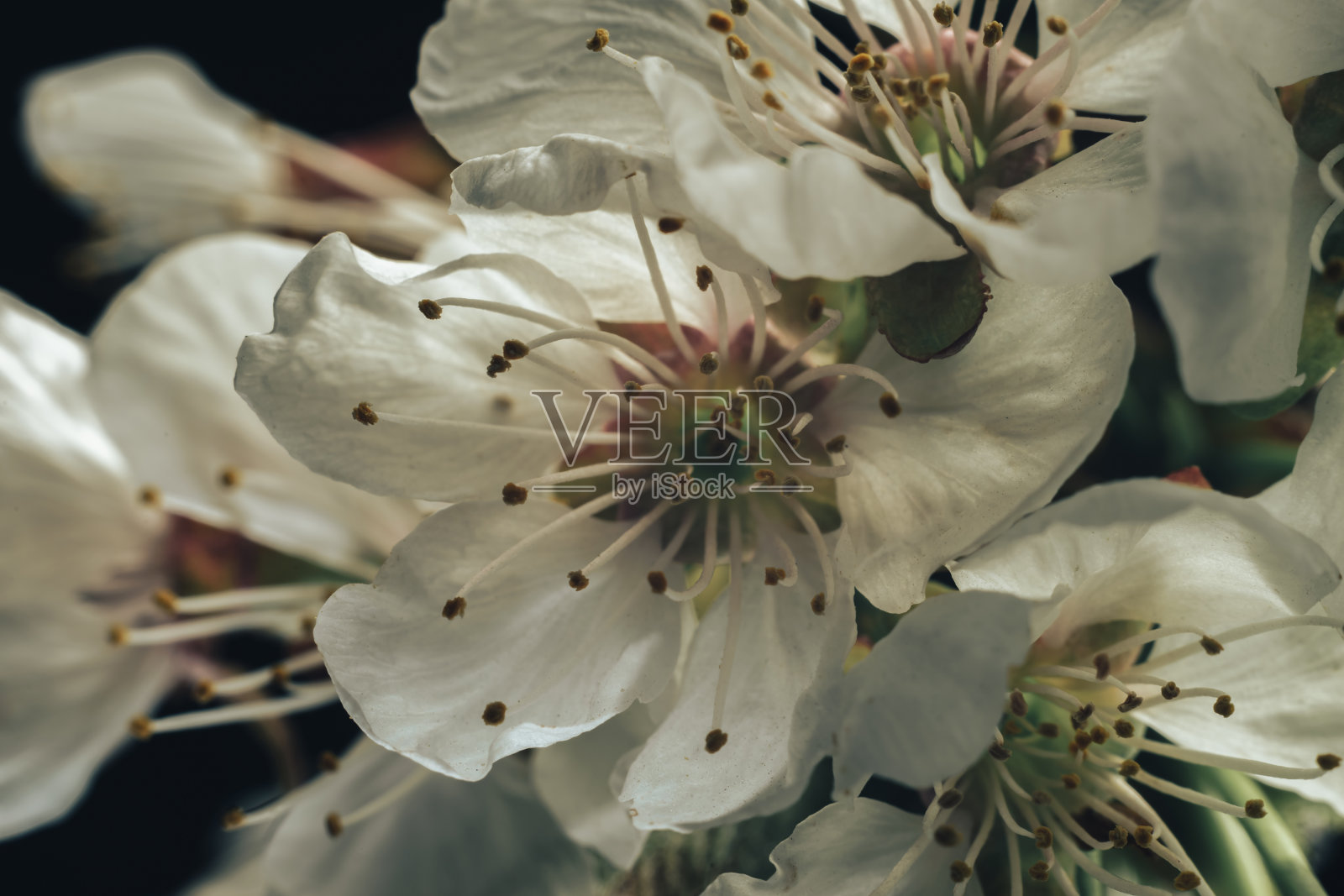 合上美丽新鲜的樱花枝，花朵图案背景进行设计。微距摄影的看法。照片摄影图片