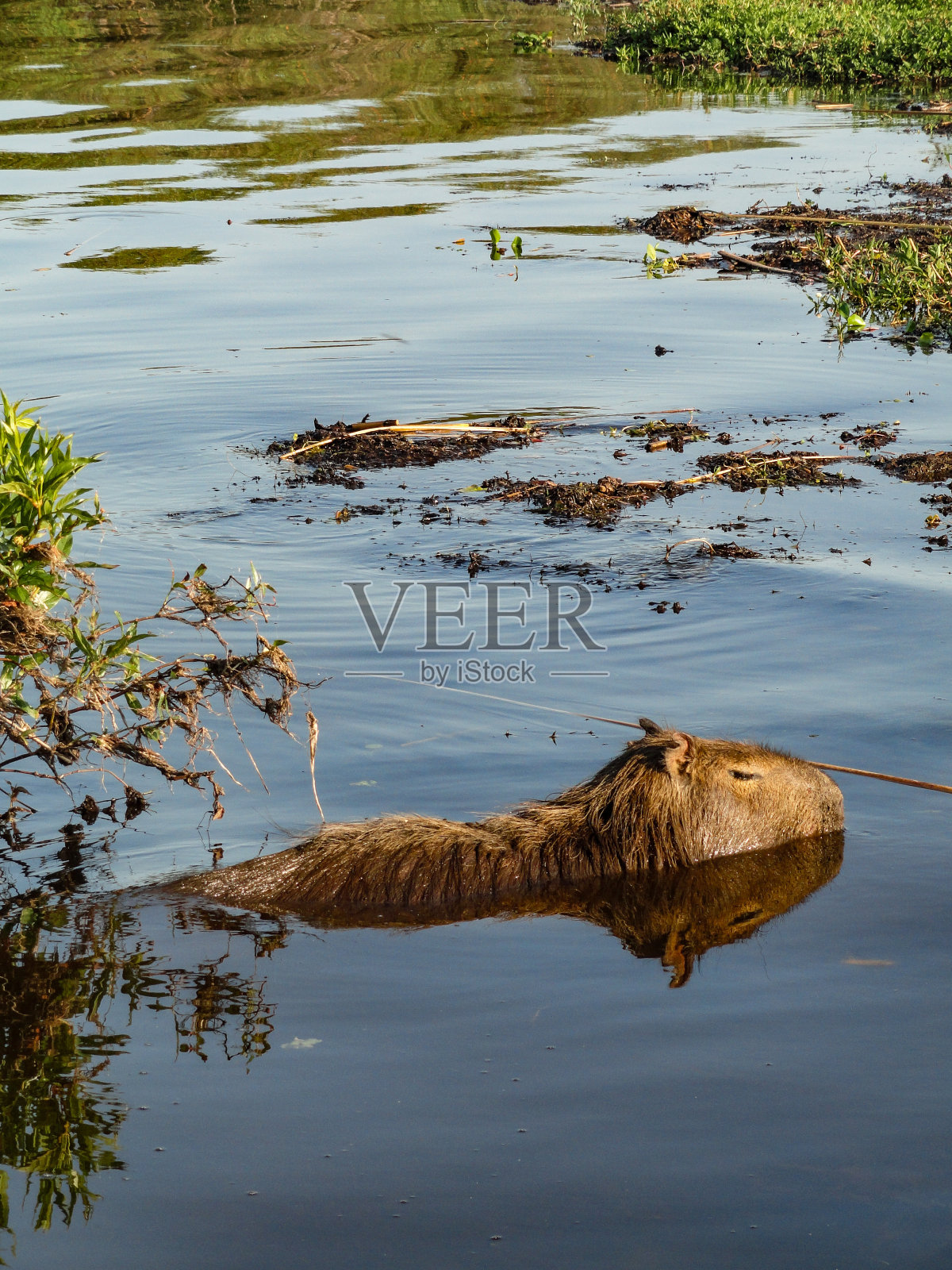 世界上最大的啮齿动物——水豚，在阿根廷北部伊比利亚湿地的一个湖里游泳照片摄影图片