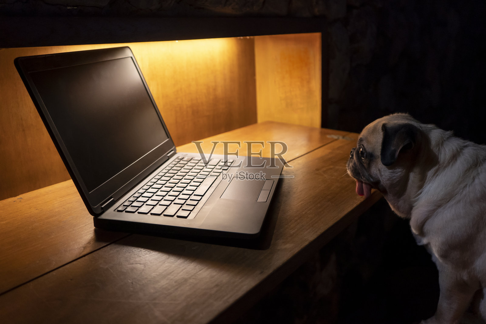 可爱的哈巴狗坐在家里的椅子上，看着笔记本电脑的空白或空的显示器。晚上工作不睡觉的概念。复制空间标签文本或广告照片摄影图片