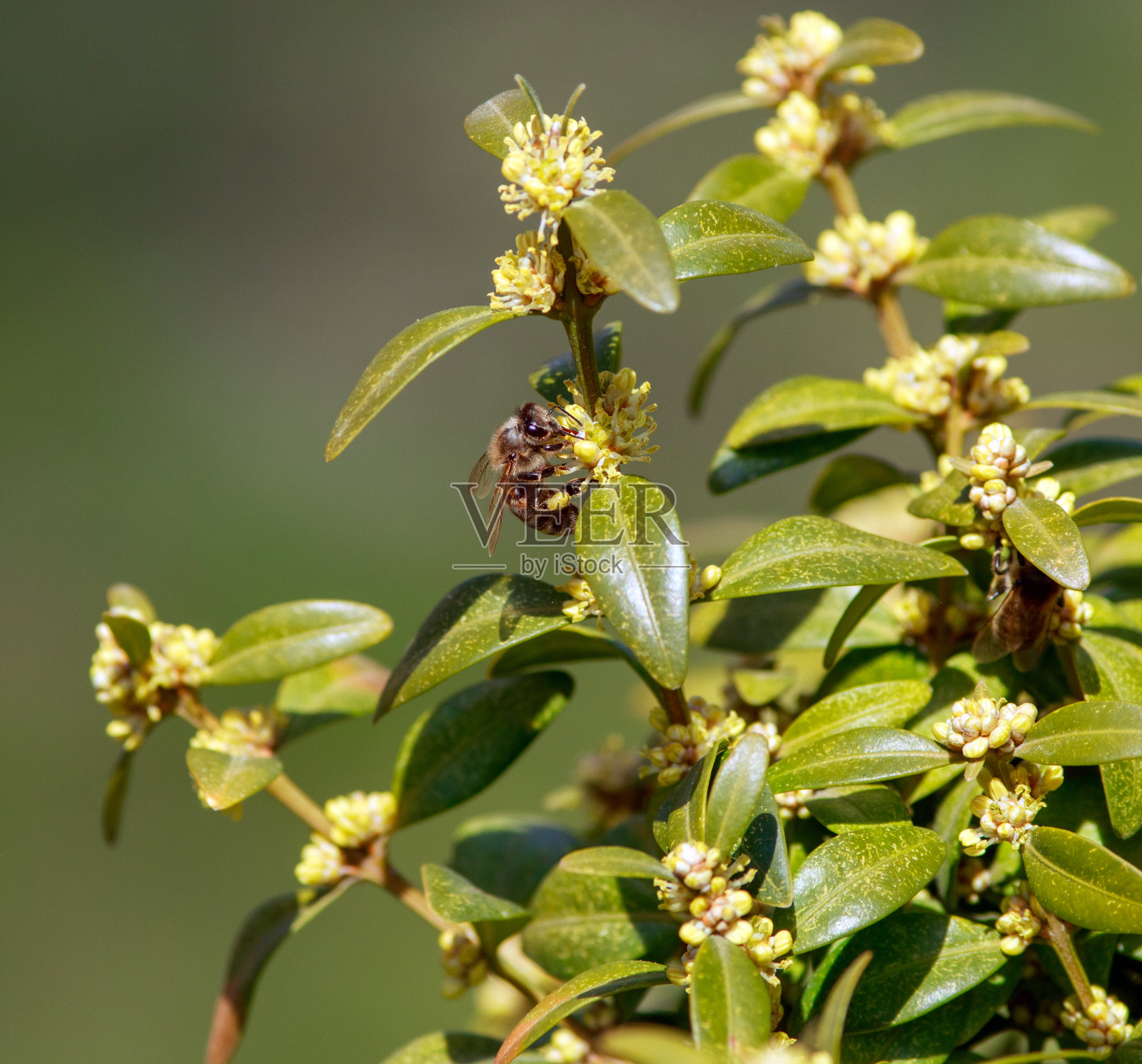 近距离的蜜蜂在夏季花园与开花植物收集花粉照片摄影图片