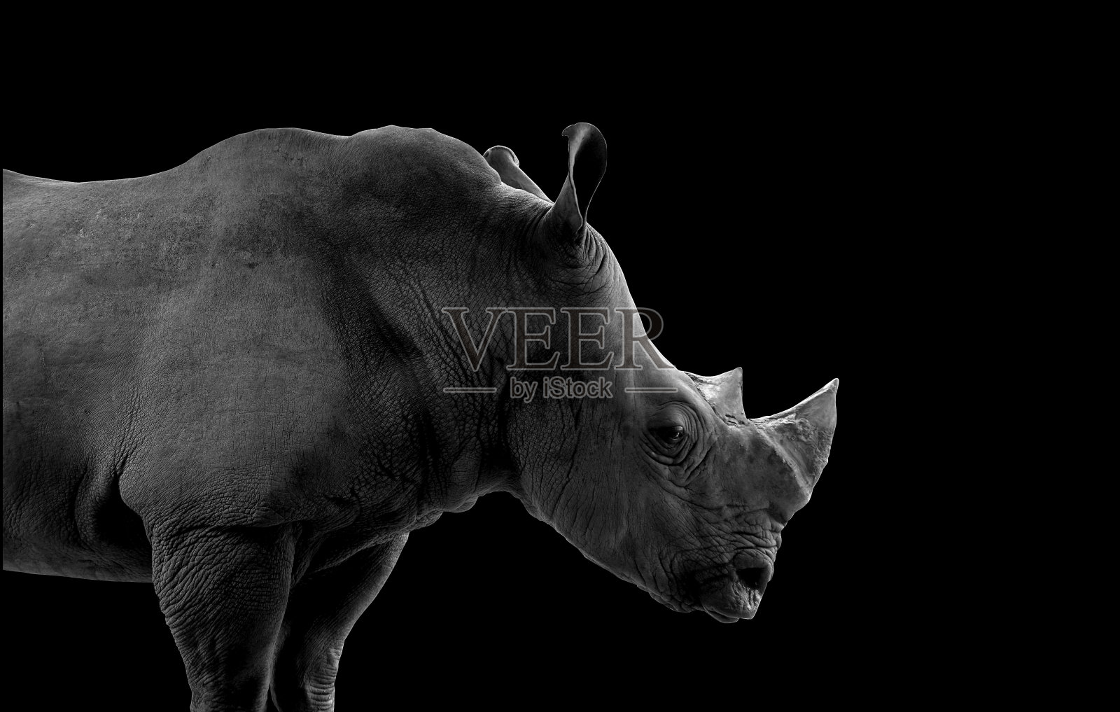 黑色背景犀牛照片摄影图片