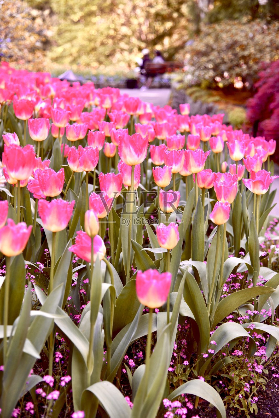 春天的郁金香照片摄影图片