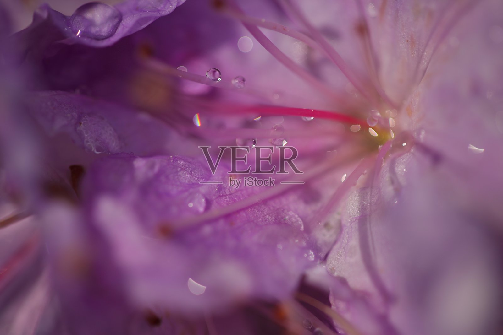 春天的精华在阳光下绽放的瞬间照片摄影图片