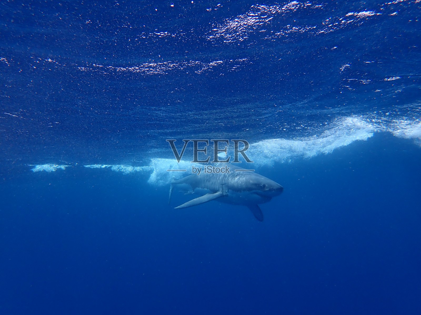 大白鲨照片摄影图片