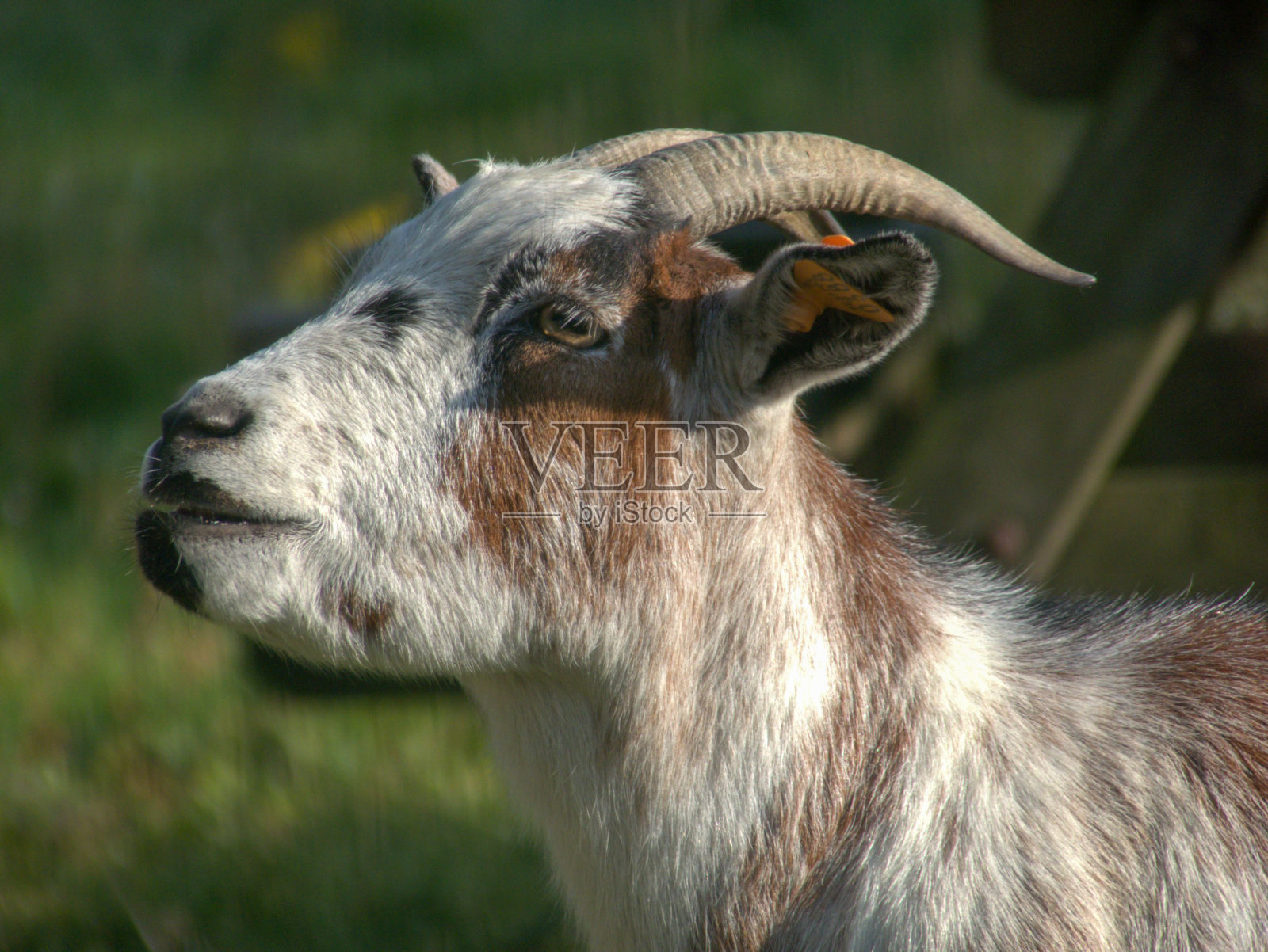 山羊照片摄影图片