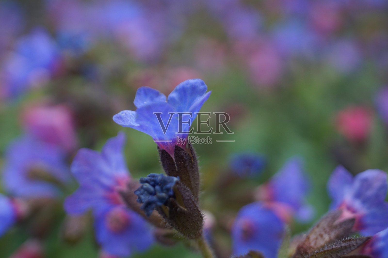 蓝花照片摄影图片