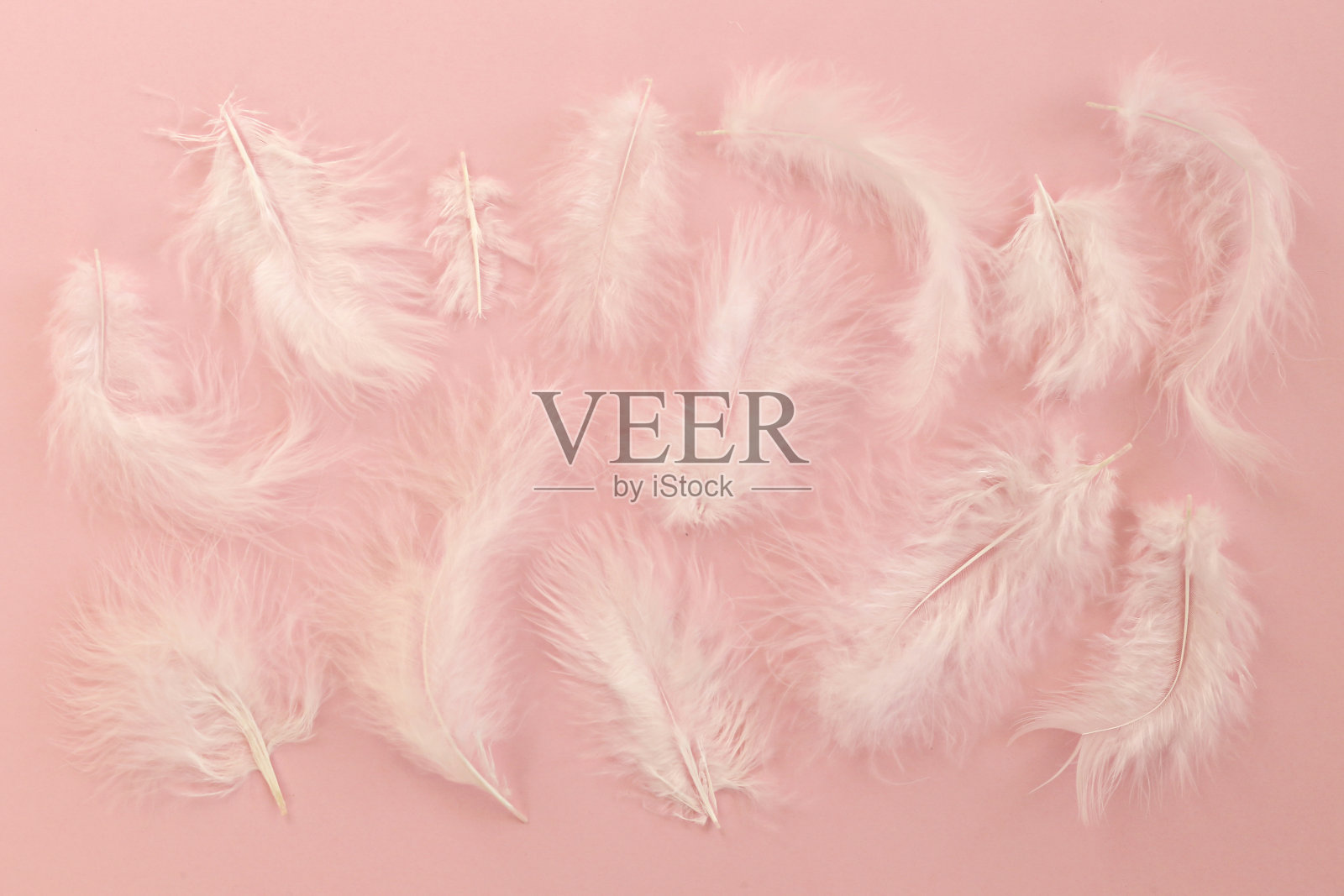 一束白色羽毛在粉彩纸纹理背景与大量的文本复制空间。平躺，俯视图。照片摄影图片