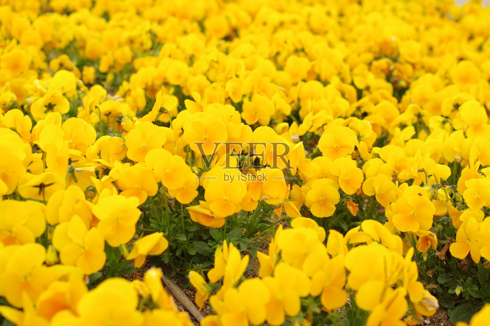 花园里的黄色三色堇照片摄影图片