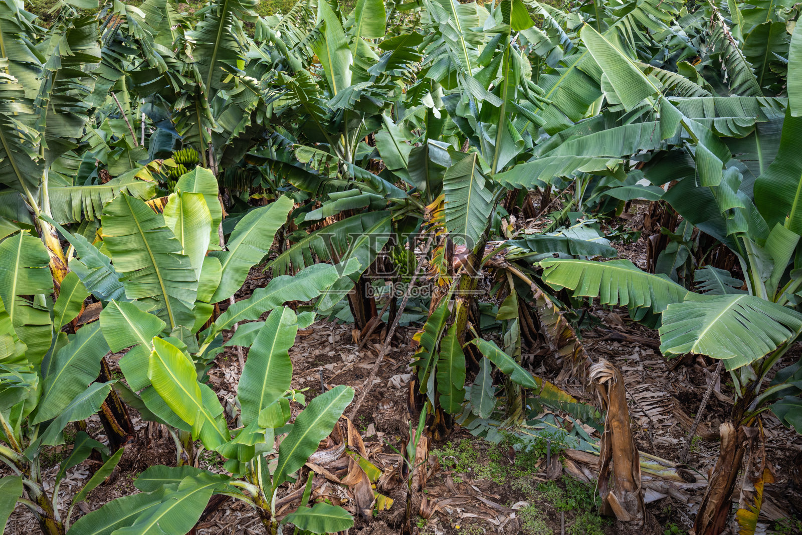 西班牙加那利岛拉帕尔马的香蕉种植园。照片摄影图片
