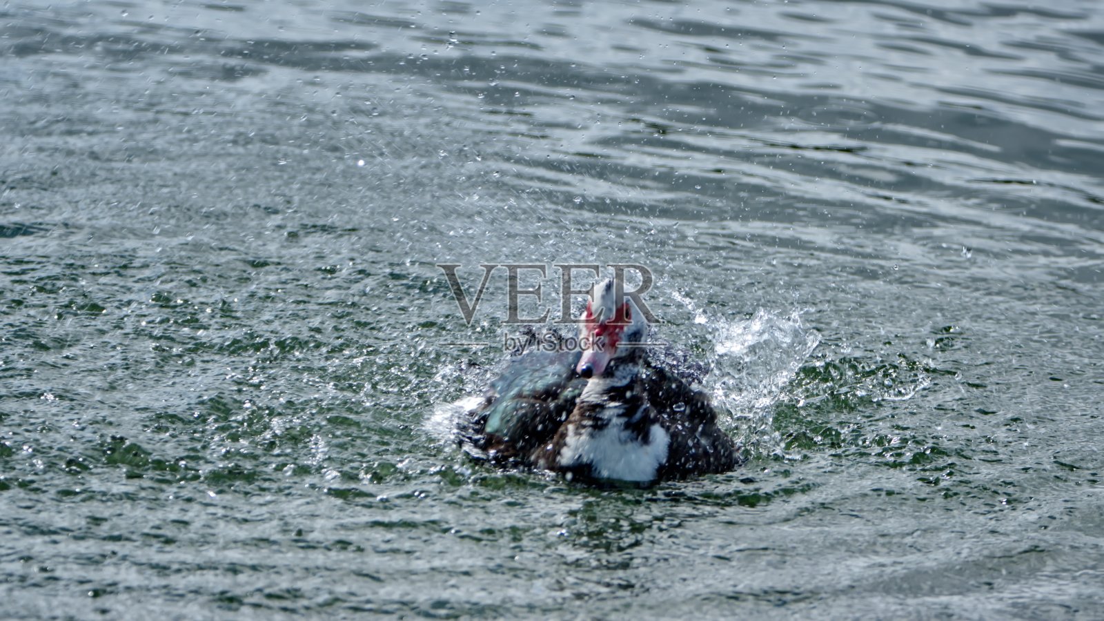 池塘里的番鸭照片摄影图片