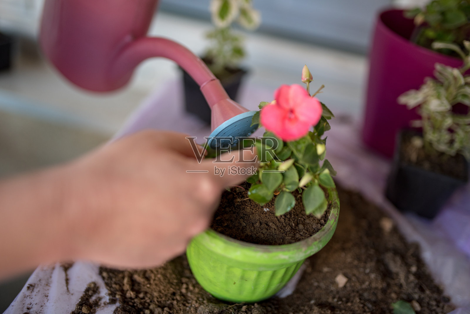 在家种花照片摄影图片