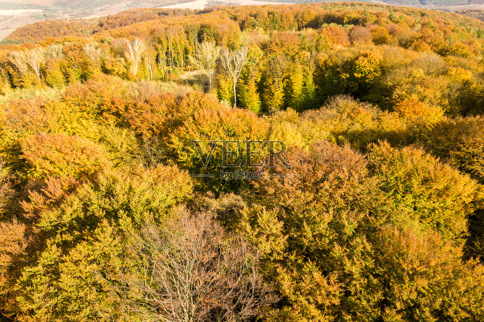 从上到下鸟瞰图的绿色和黄色的冠层在秋天森林与许多新鲜的树木。照片摄影图片
