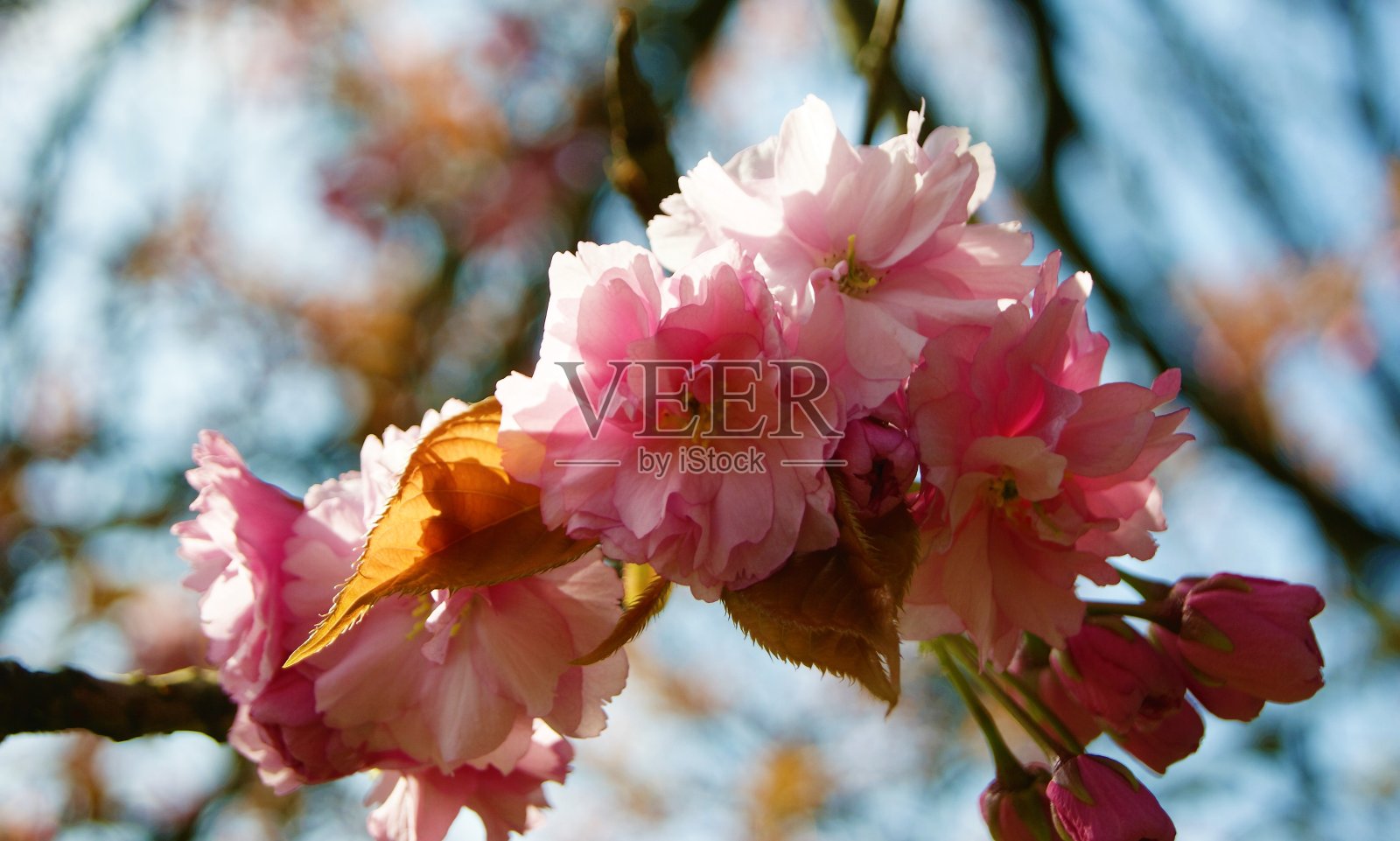 樱花。照片摄影图片