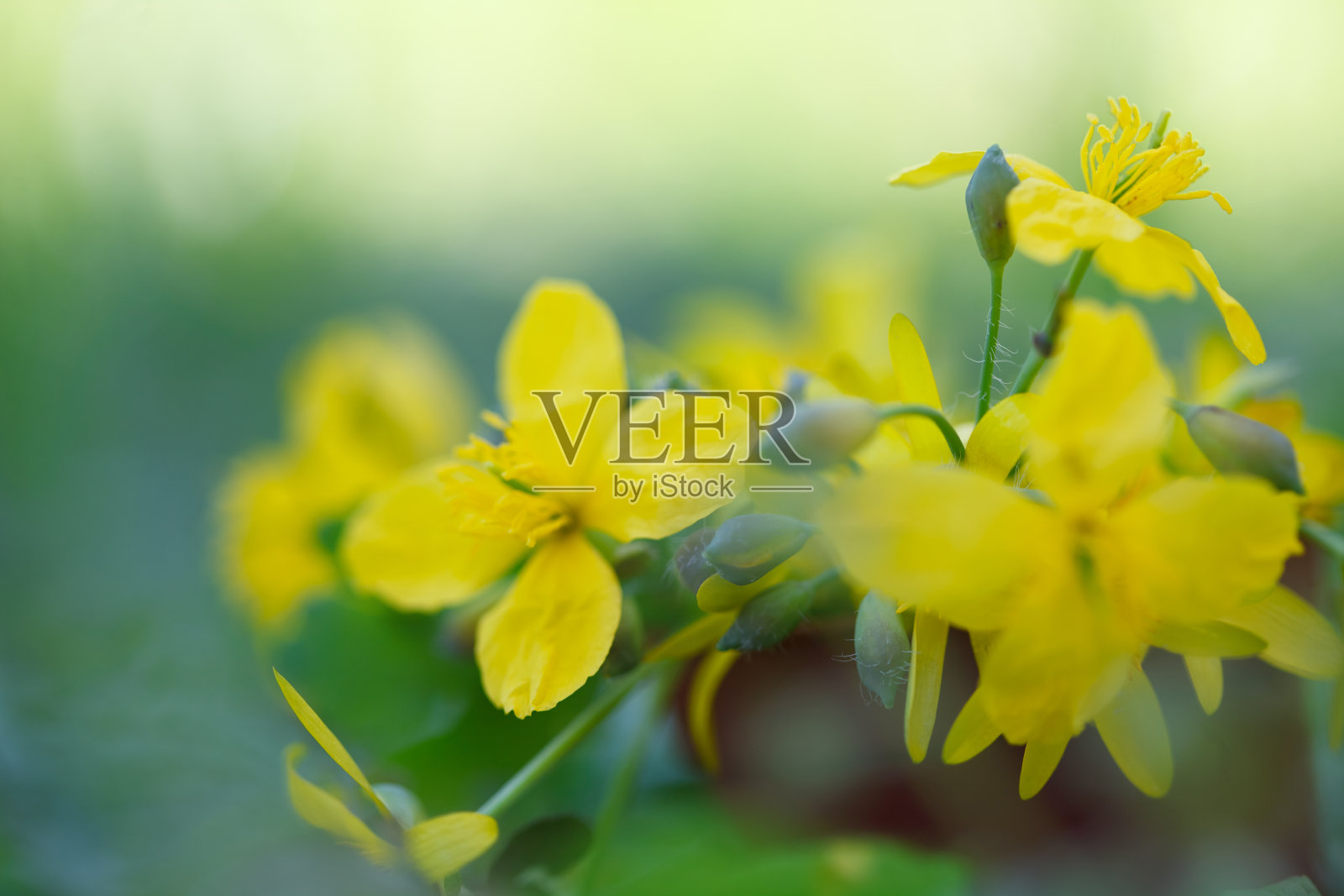 春天盛开的黄色野花照片摄影图片