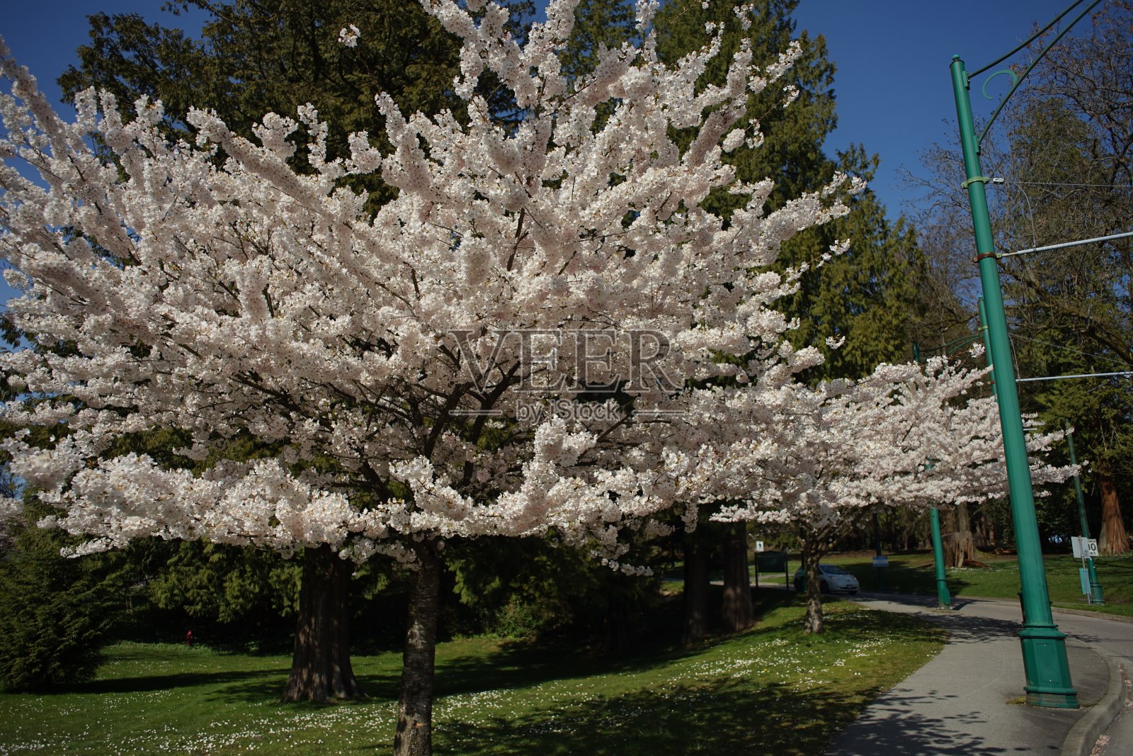 春天终于来了照片摄影图片