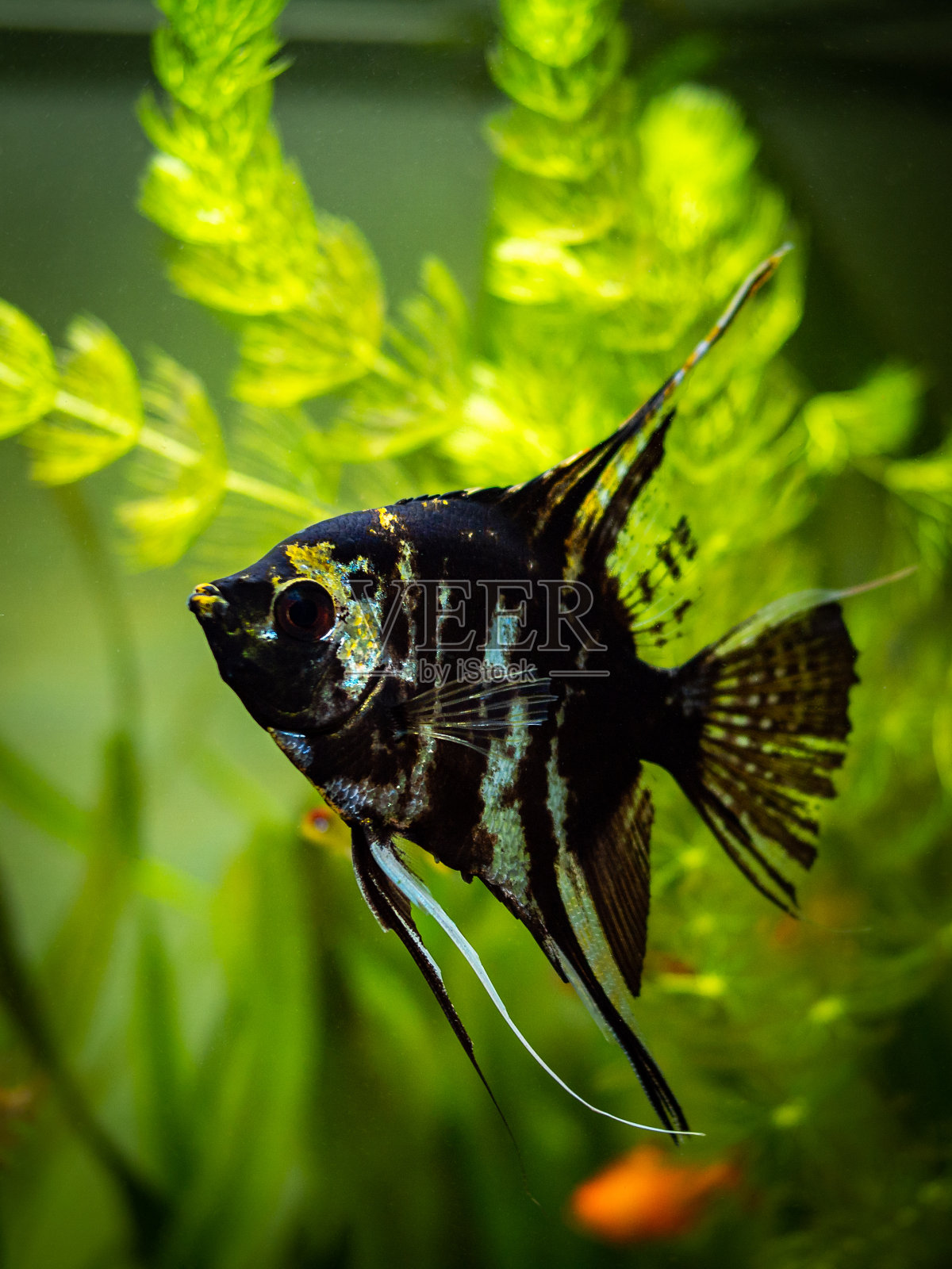 背景模糊的鱼缸里的黑白天使鱼照片摄影图片