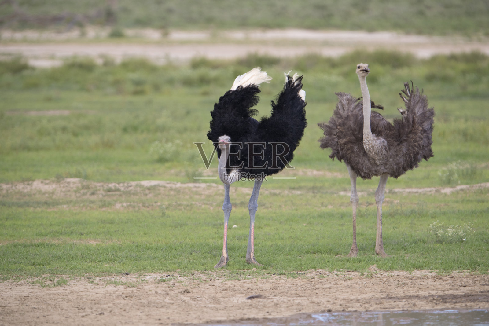 鸵鸟。照片摄影图片