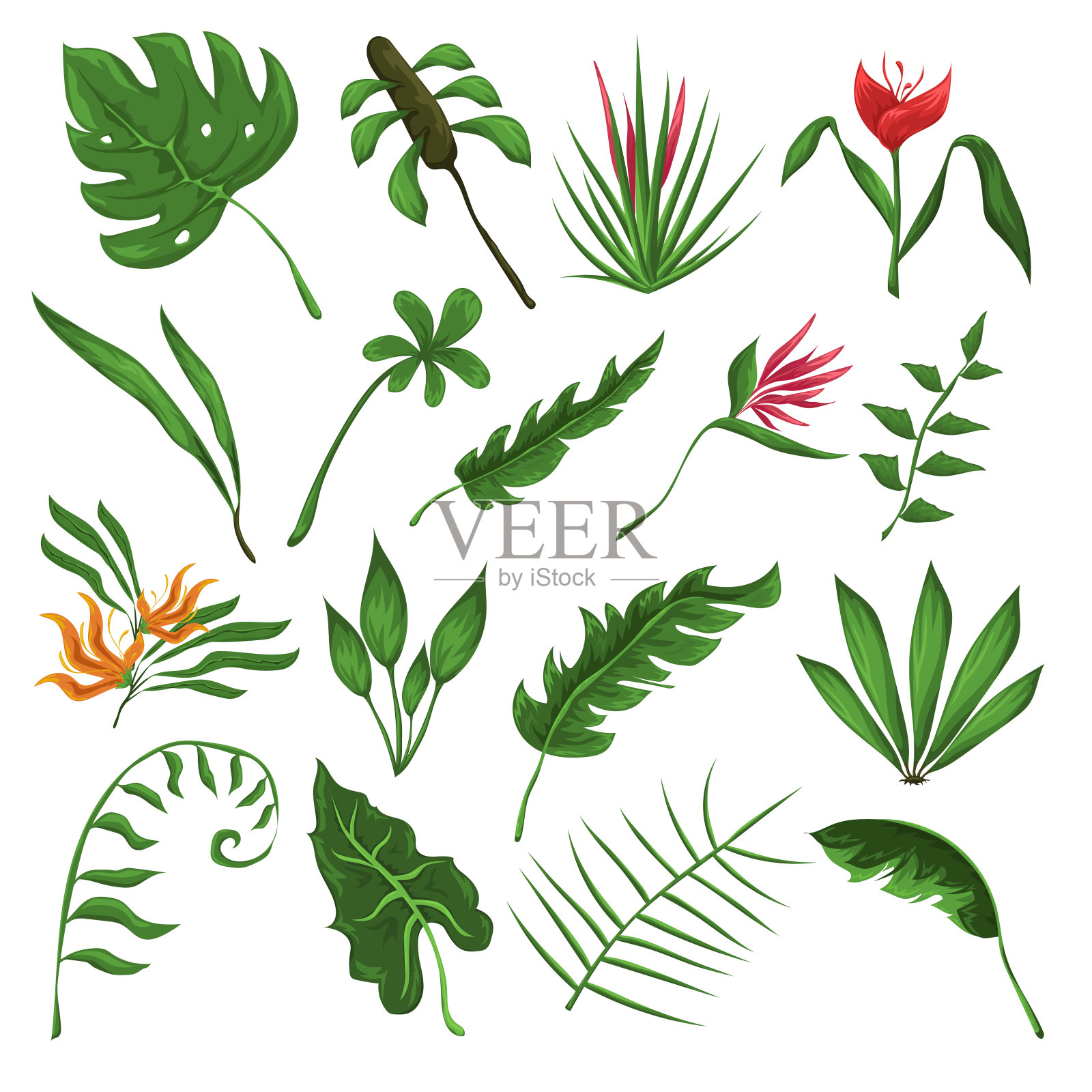 丛林的树叶和花朵插画图片素材