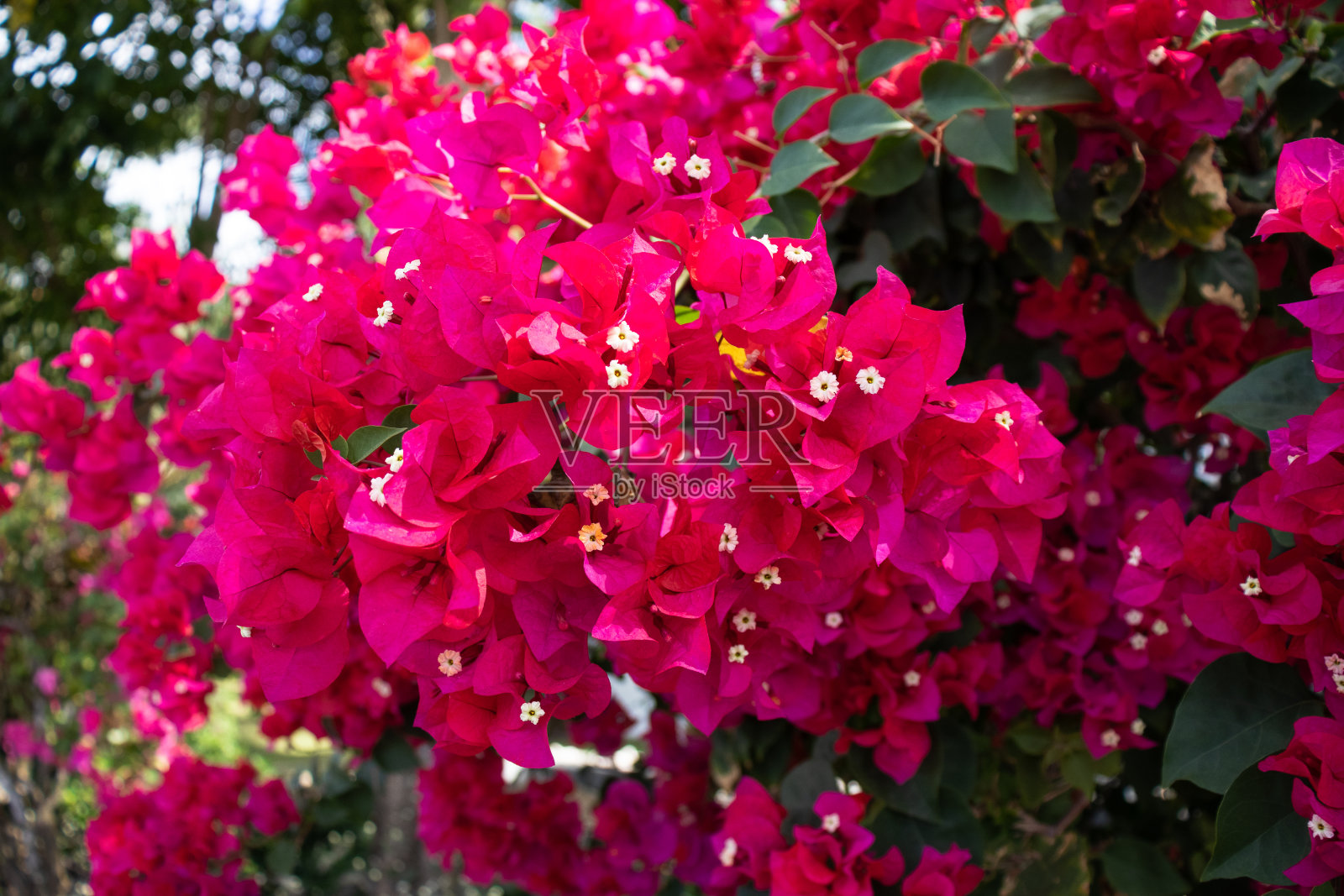 叶子花属海棠Willd照片摄影图片