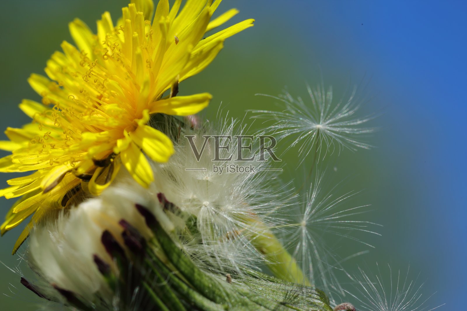 春天蒲公英的精华在阳光下绽放的瞬间照片摄影图片