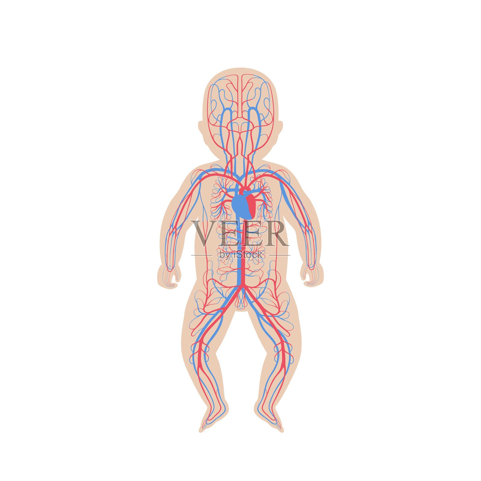 循环系统解剖学设计元素图片