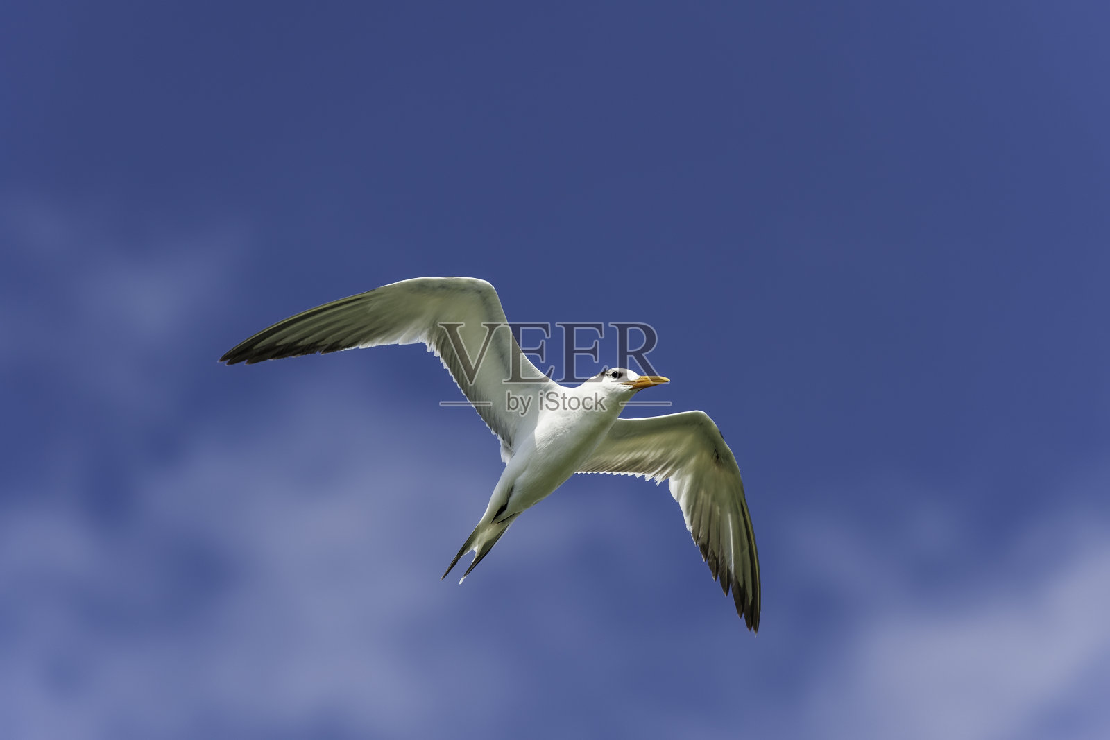 皇家燕鸥是燕鸥科中的一种海鸟。圣伊格纳西奥泻湖，下巴哈，墨西哥。照片摄影图片