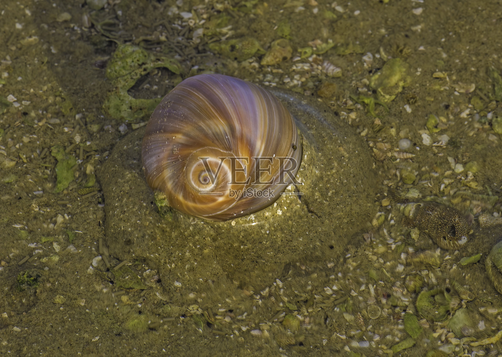 reccluz的月亮蜗牛在它的卵箱，Neverita reclusiana，圣伊格纳西奥泻湖，下加利福尼亚，墨西哥;照片摄影图片