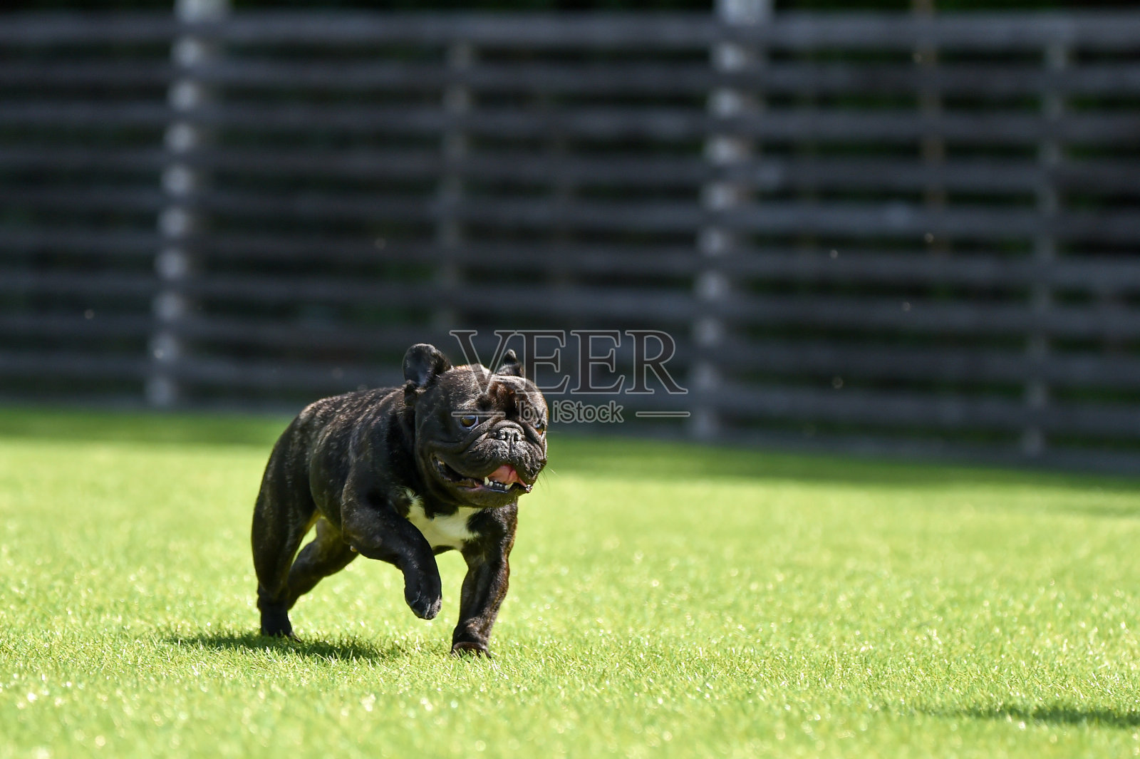 波士顿梗在玩狗跑照片摄影图片