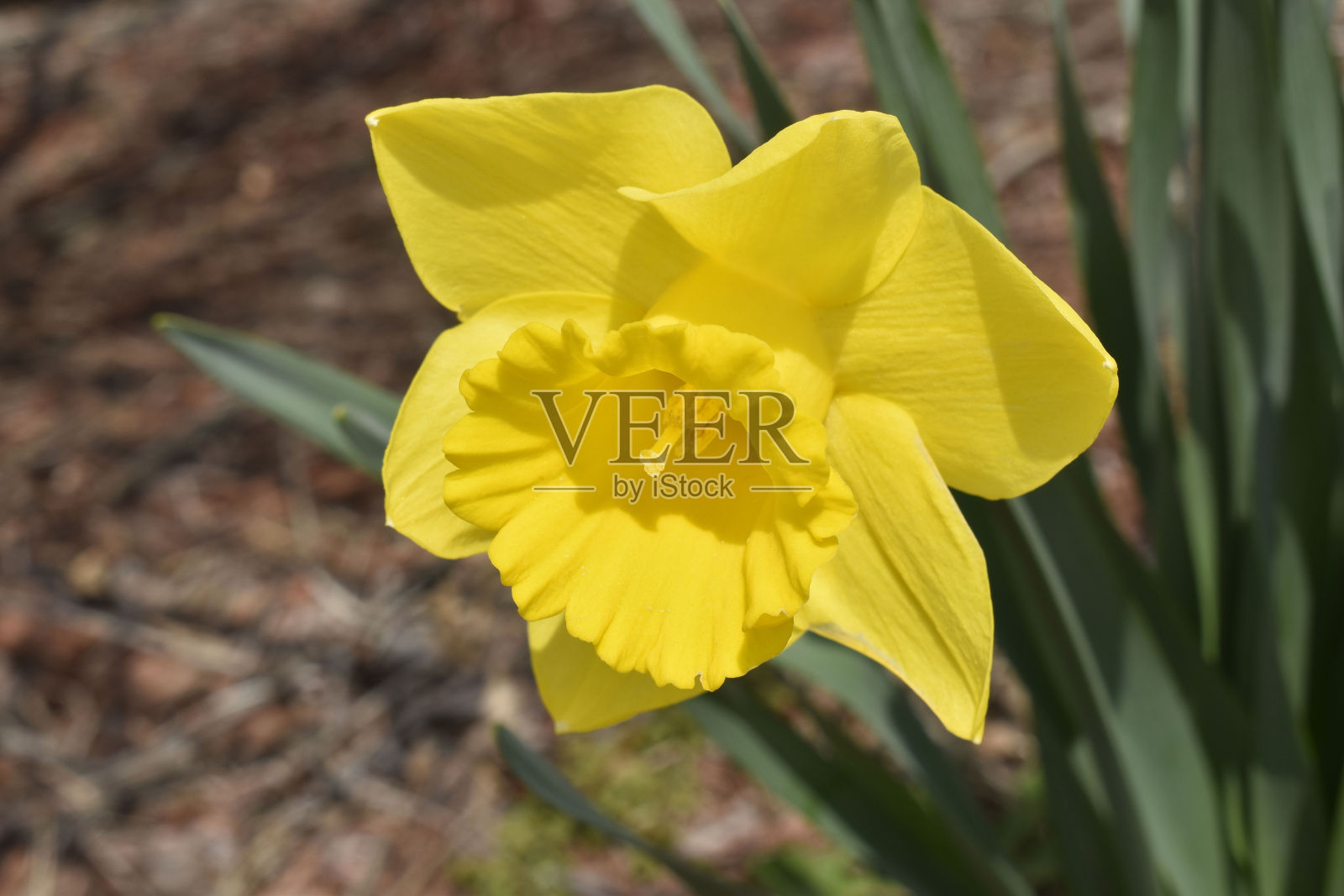 完全黄色水仙花#1照片摄影图片