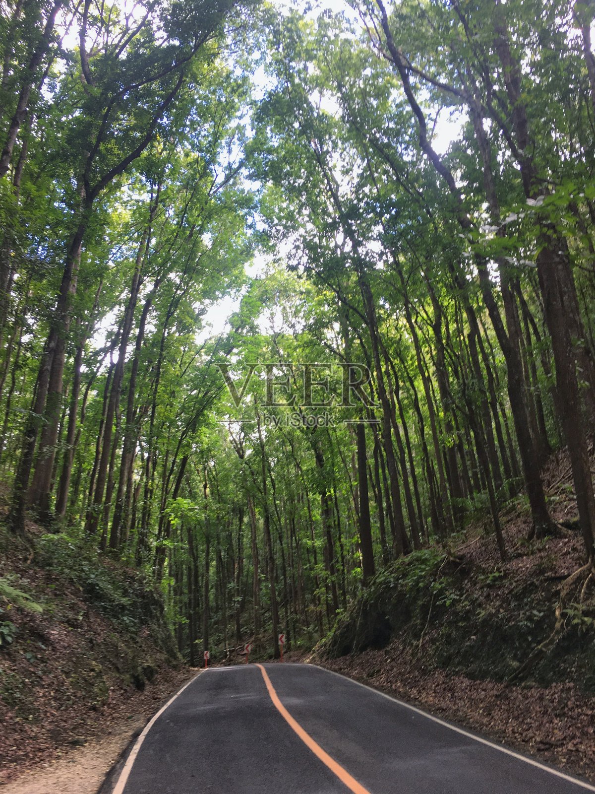 桃花心木树照片摄影图片