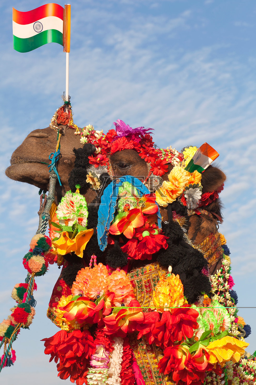 印度拉贾斯坦邦比卡内尔骆驼节上装饰精美的骆驼照片摄影图片