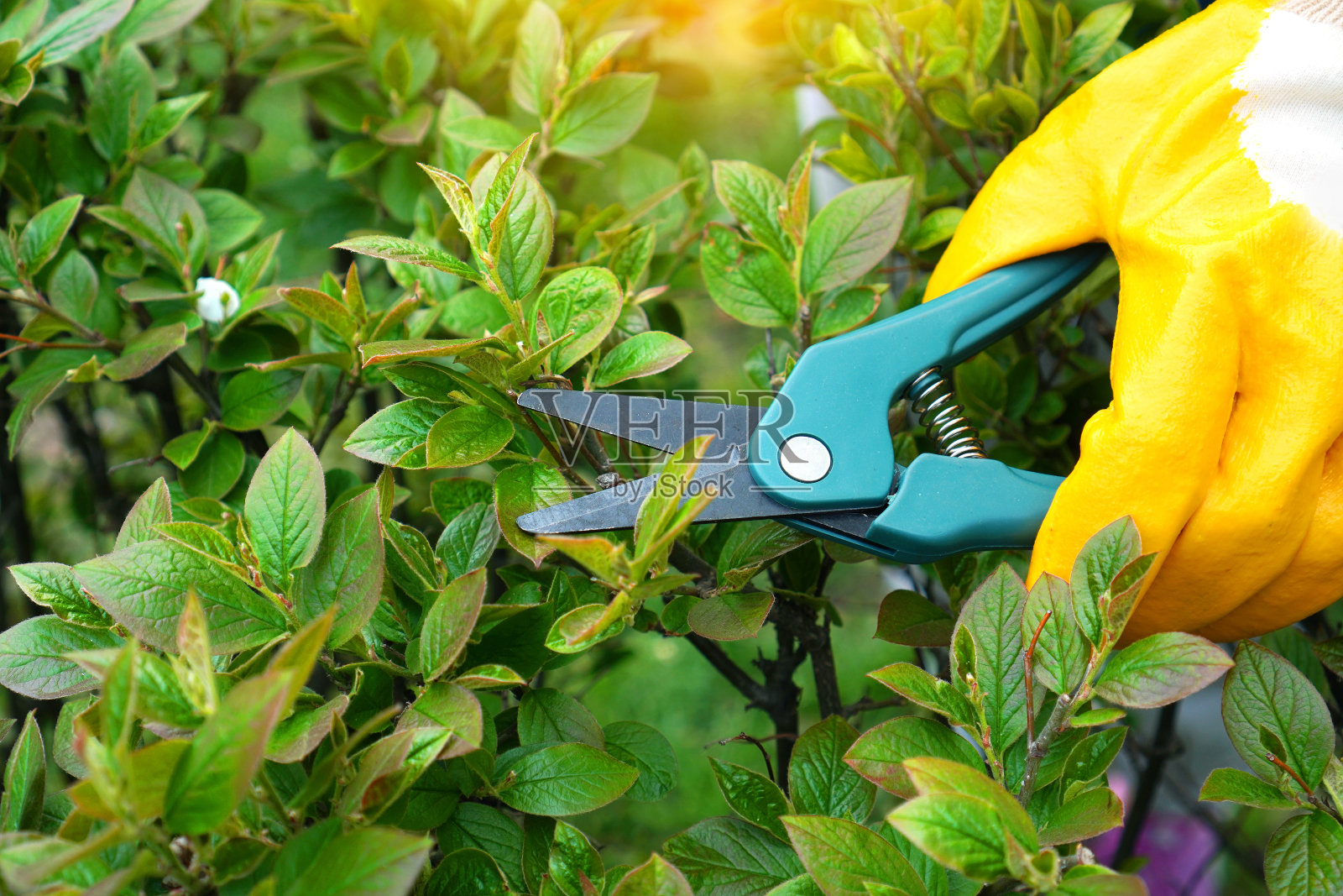 园林作品背景与剪枝在园丁手中。照片摄影图片