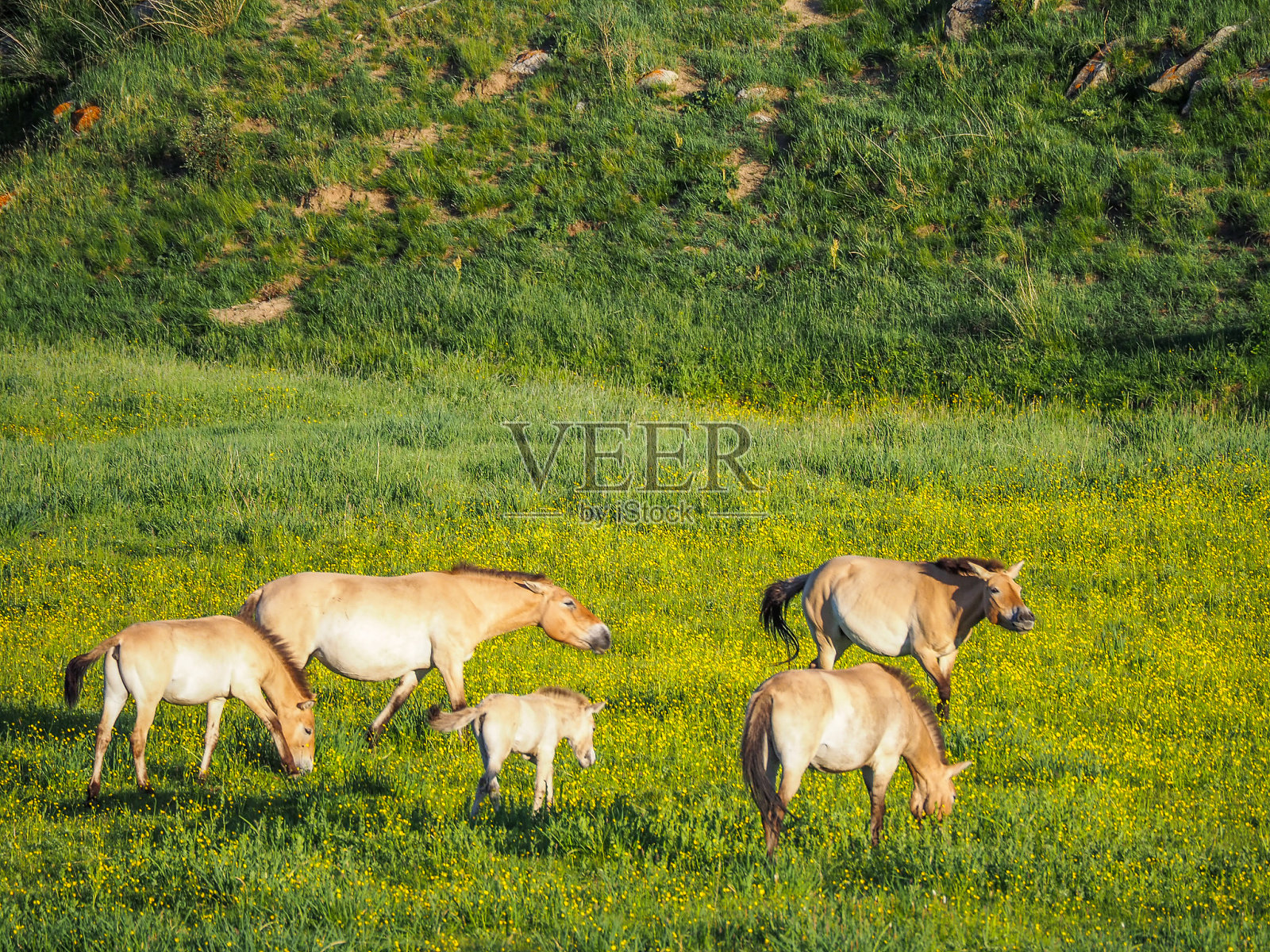 塔希马普氏野马照片摄影图片